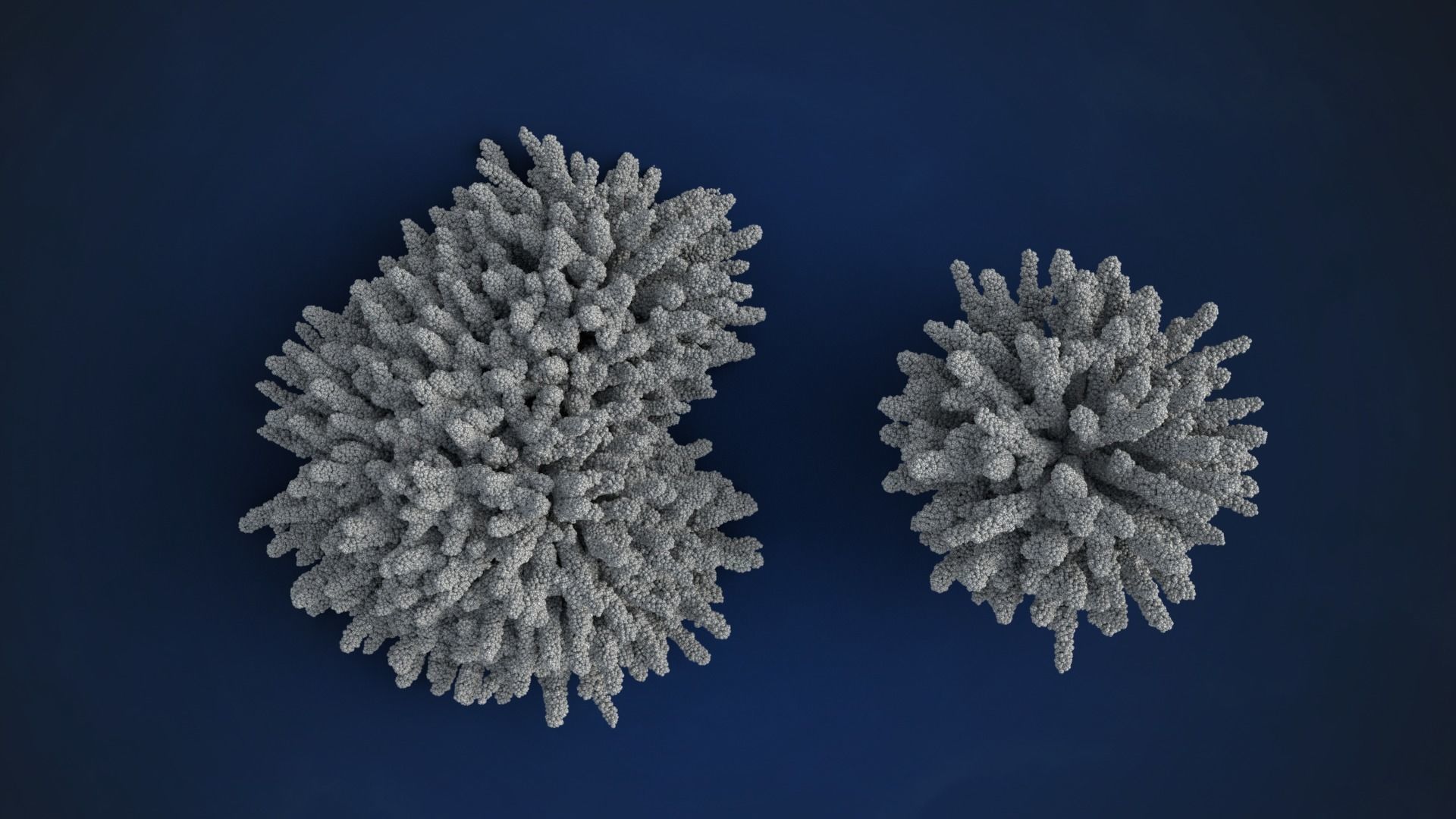 Corals Collection  VFX Grace 3D model_18