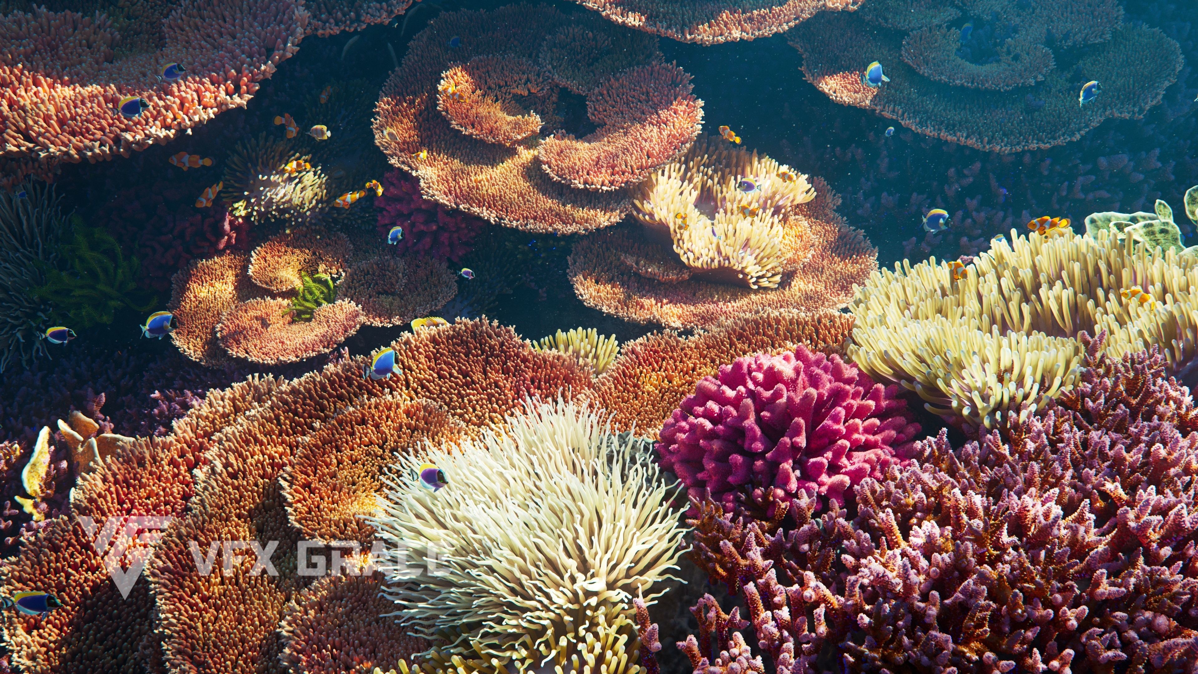 Corals Collection  VFX Grace 3D model_11