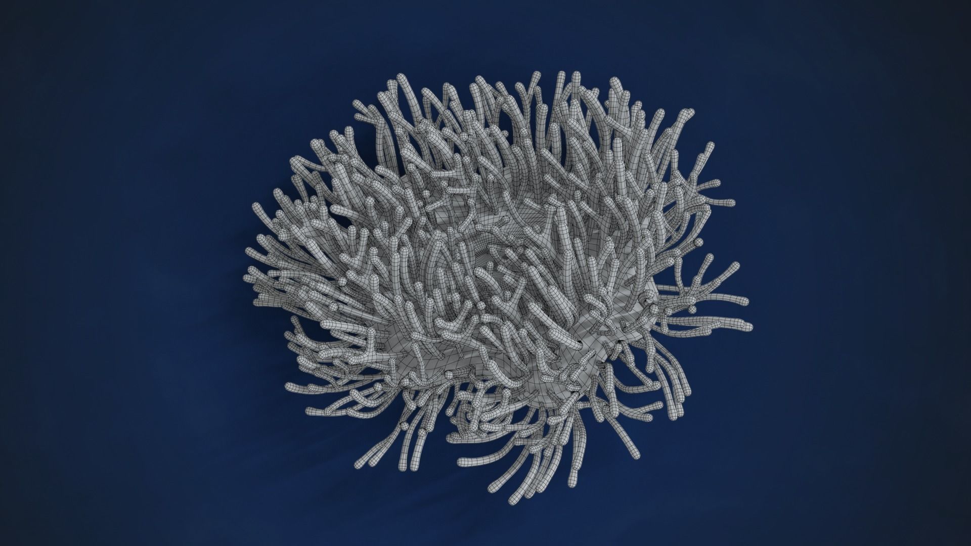 Corals Collection  VFX Grace 3D model_63