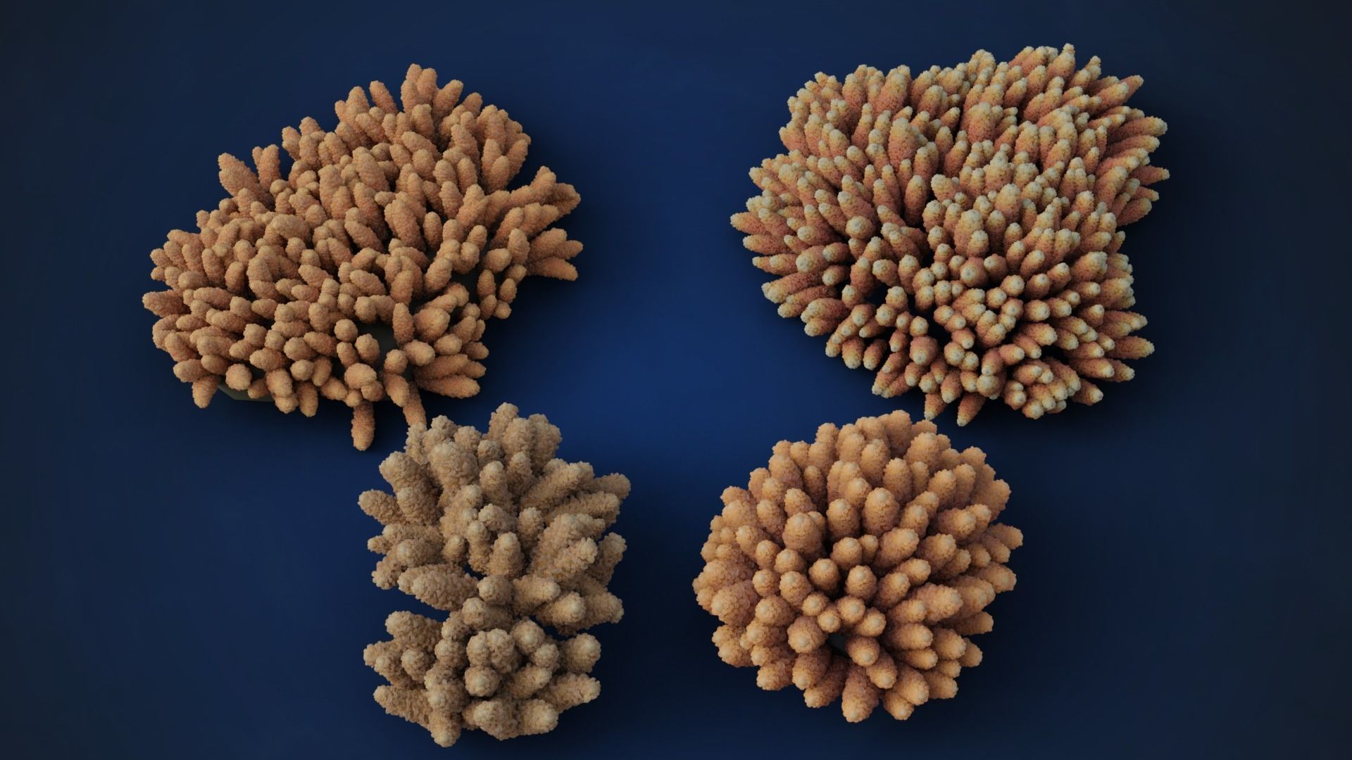 Corals Collection  VFX Grace 3D model_27