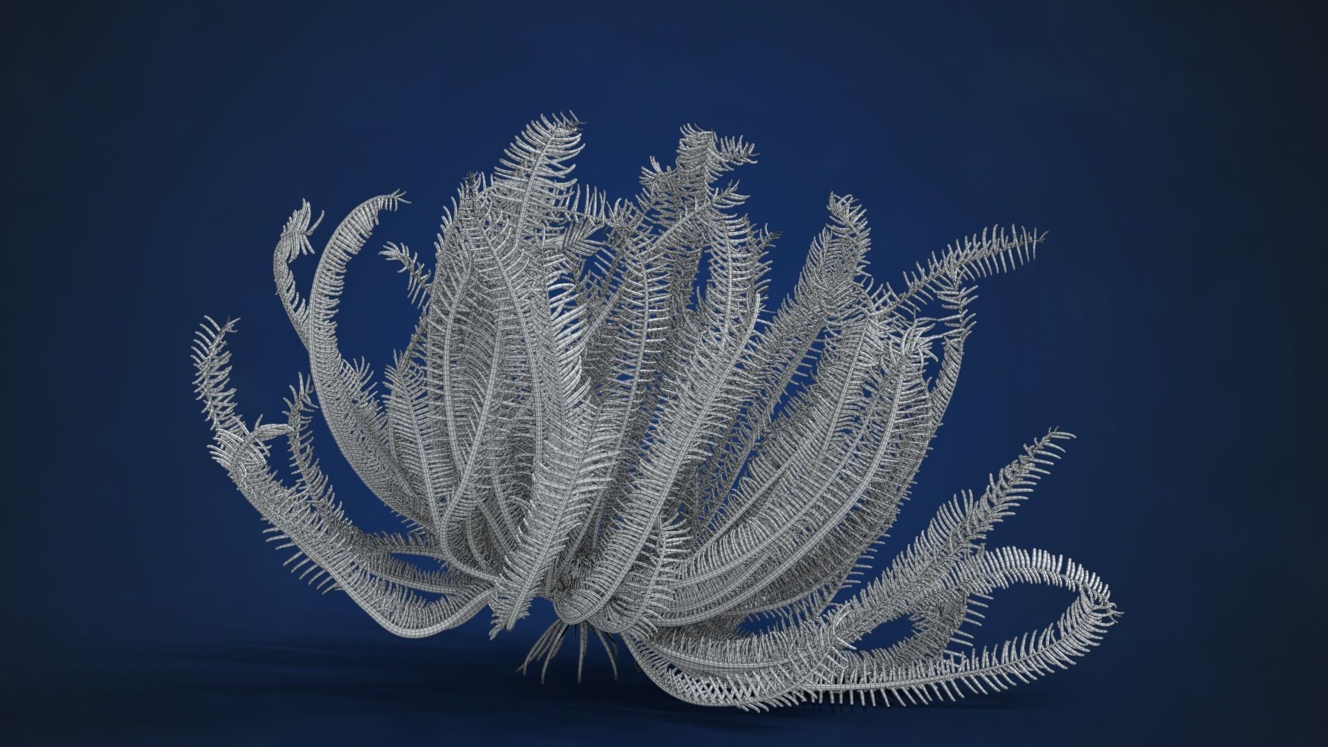 Corals Collection  VFX Grace 3D model_72