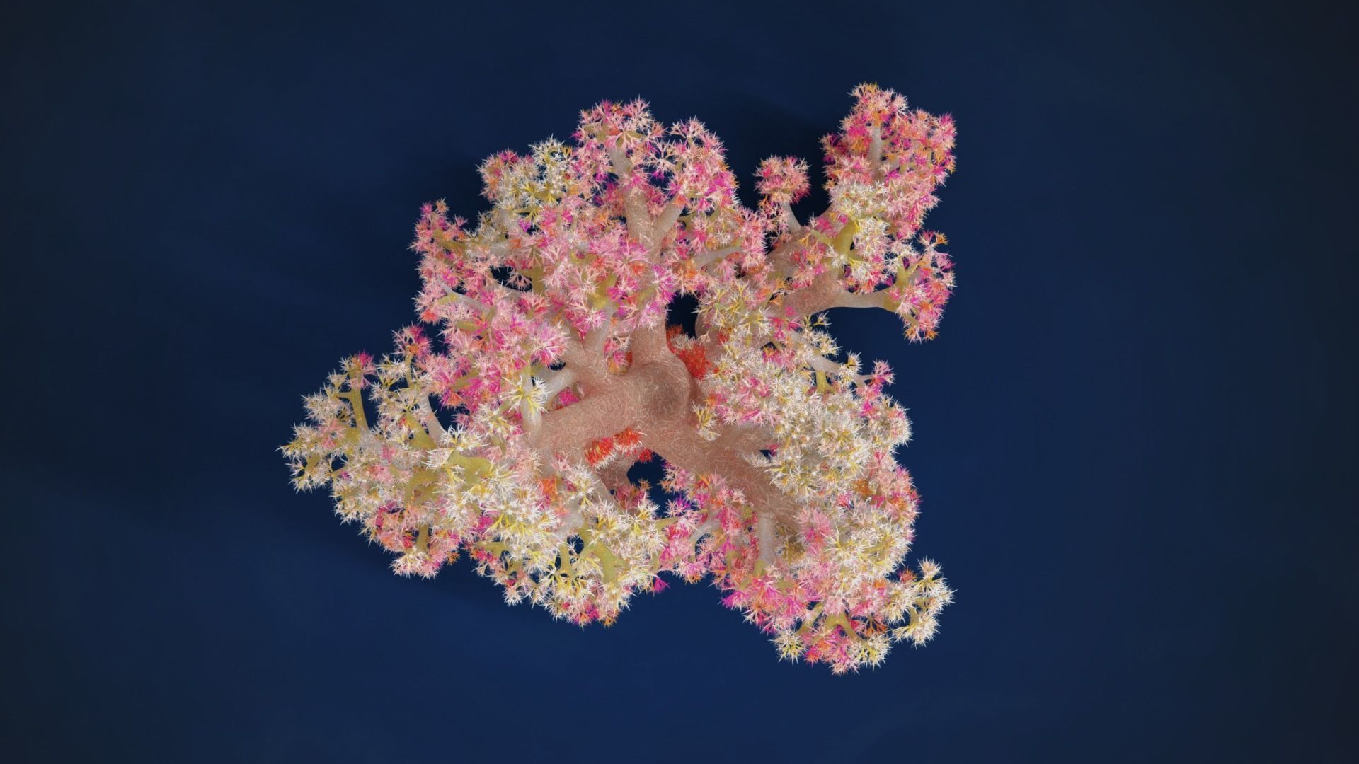 Corals Collection  VFX Grace 3D model_79