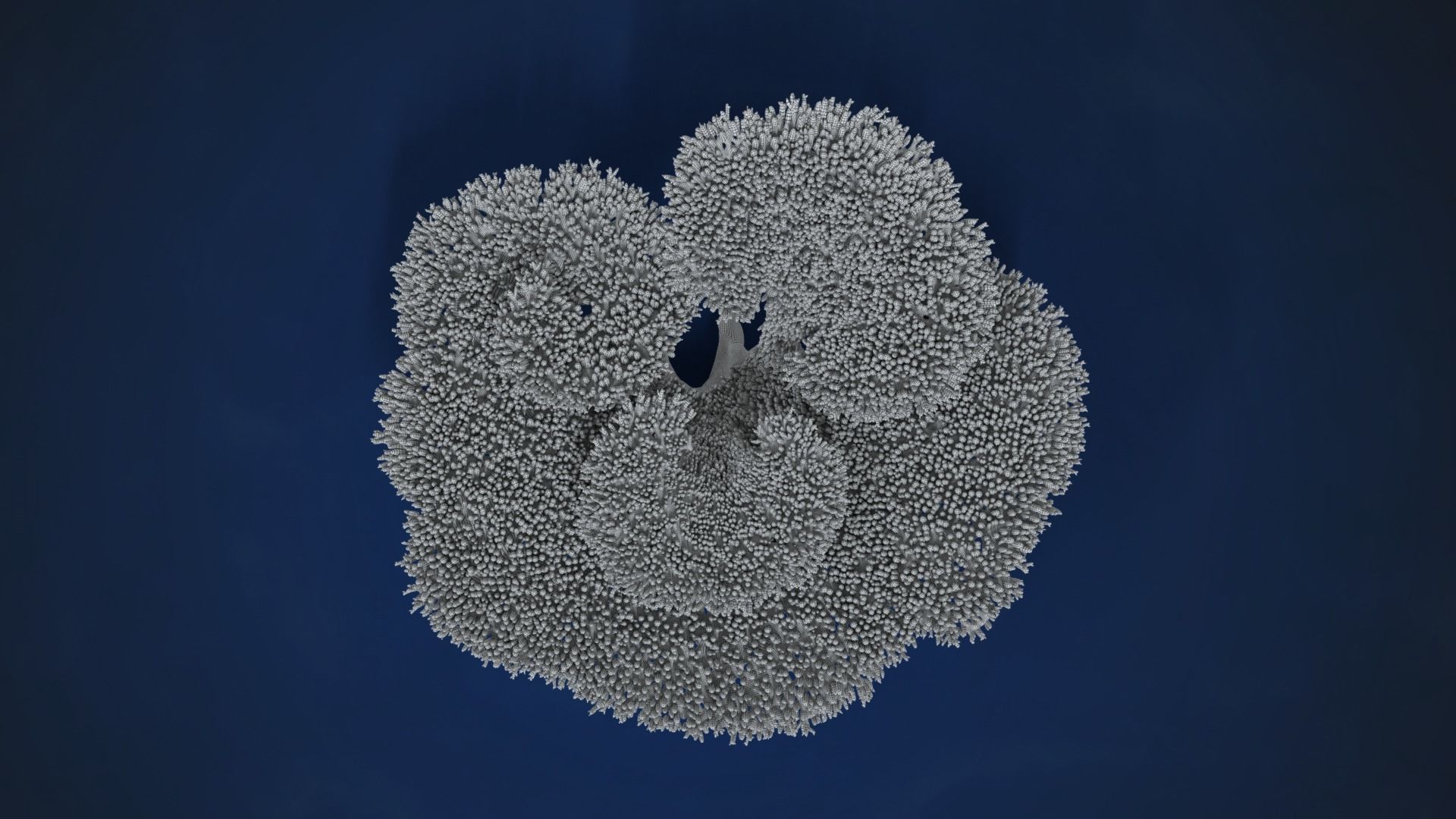 Corals Collection  VFX Grace 3D model_46