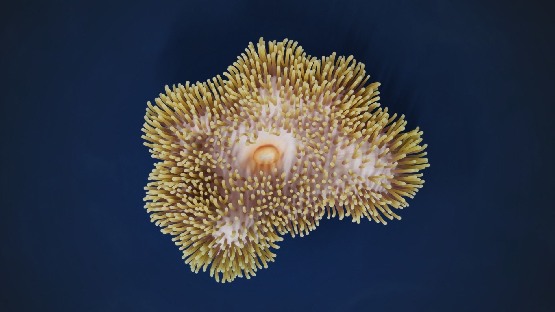 Corals Collection  VFX Grace 3D model_48