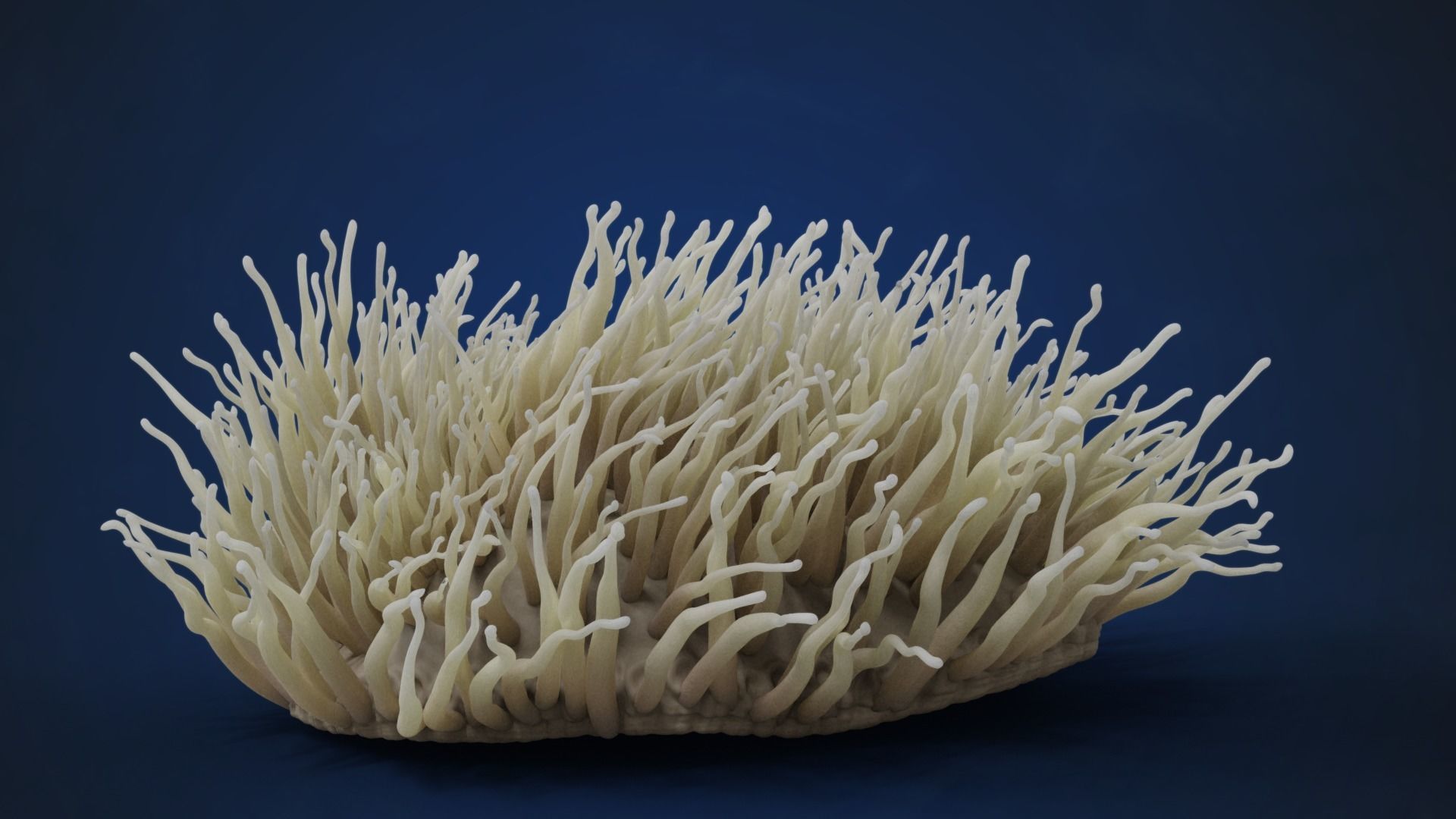 Corals Collection  VFX Grace 3D model_51