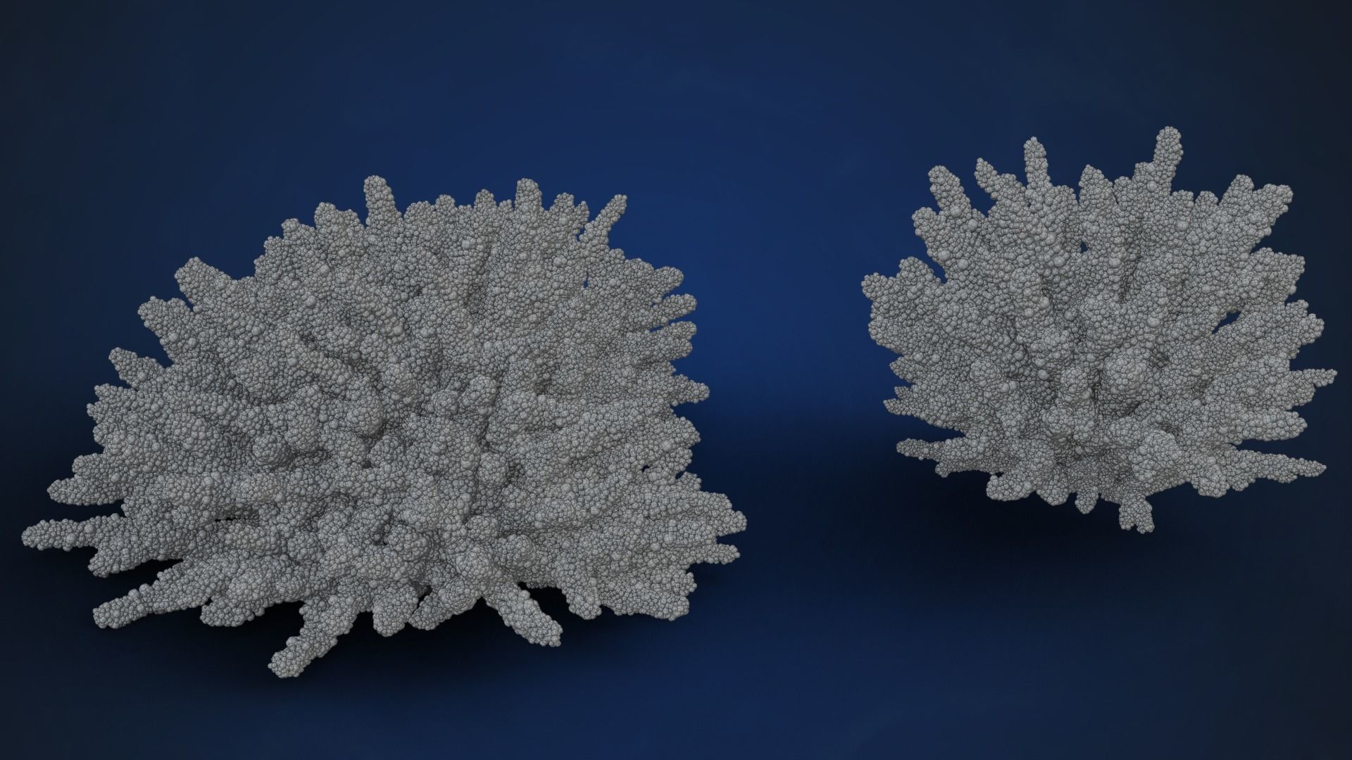 Corals Collection  VFX Grace 3D model_17