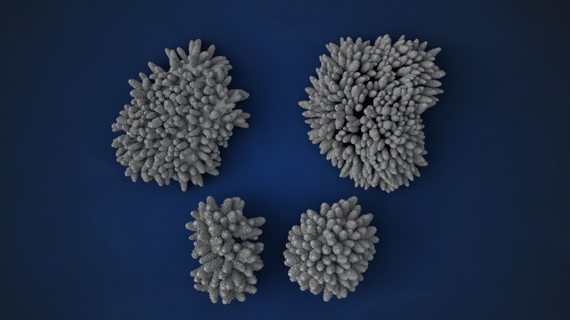 Corals Collection  VFX Grace 3D model_30