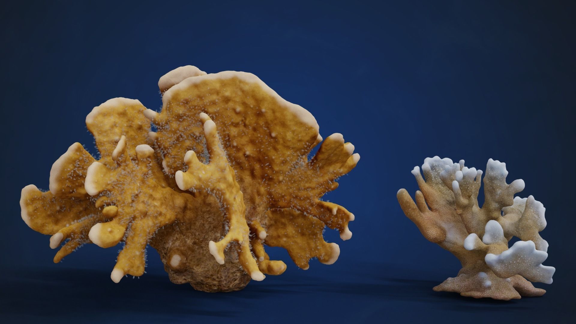 Corals Collection  VFX Grace 3D model_82