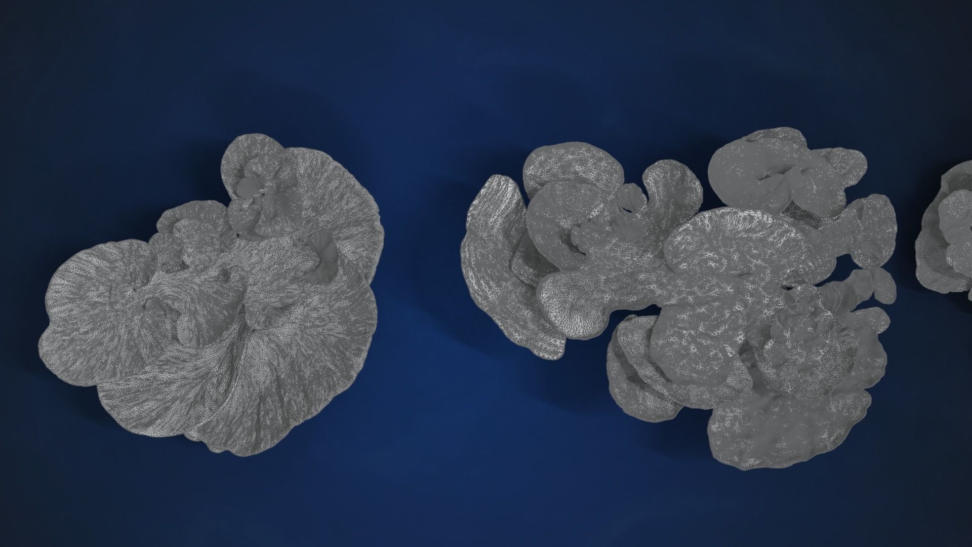 Corals Collection  VFX Grace 3D model_89