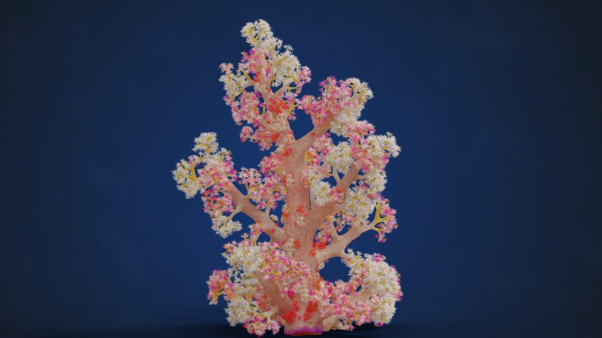 Corals Collection  VFX Grace 3D model_78