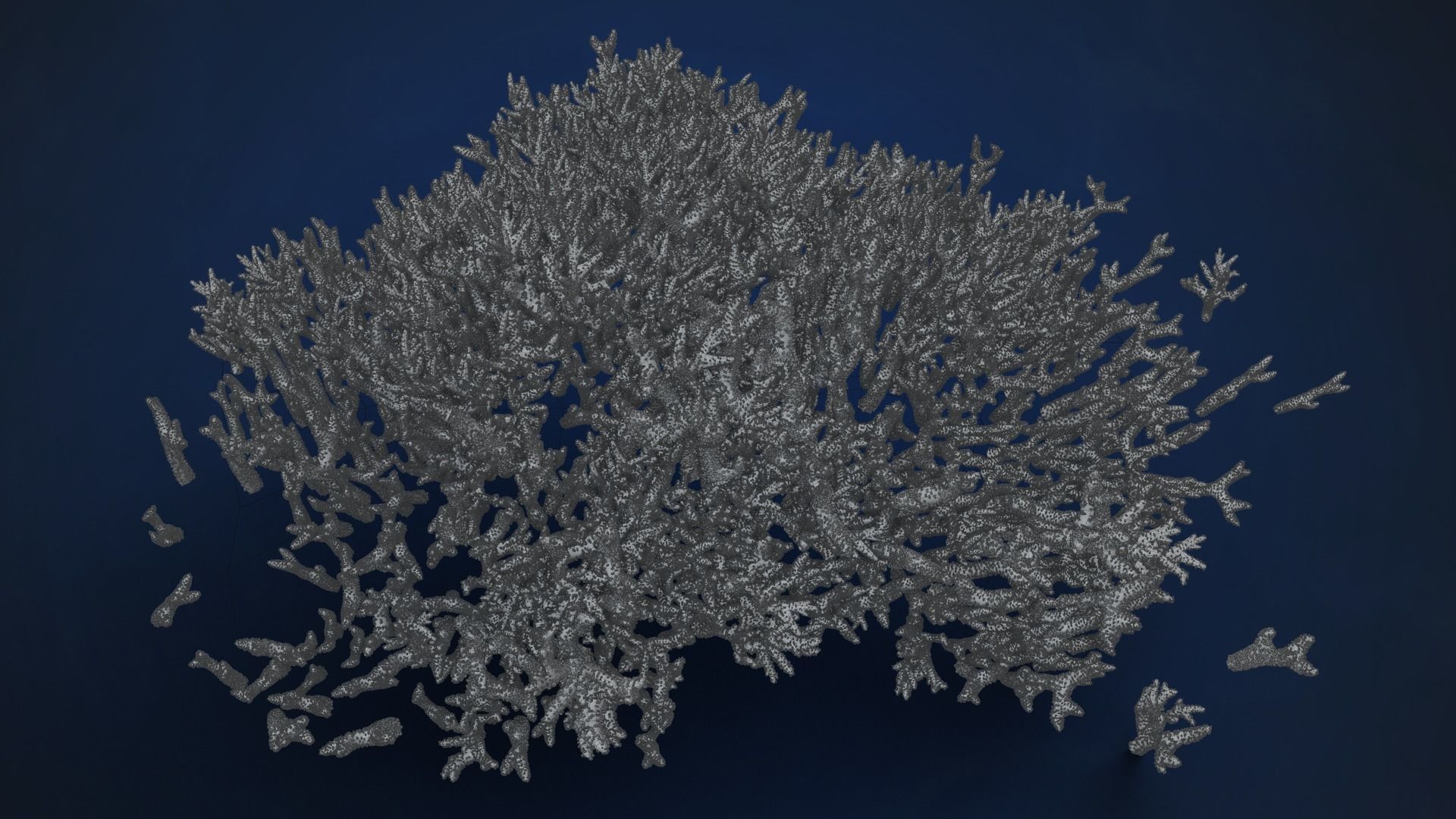 Corals Collection  VFX Grace 3D model_37