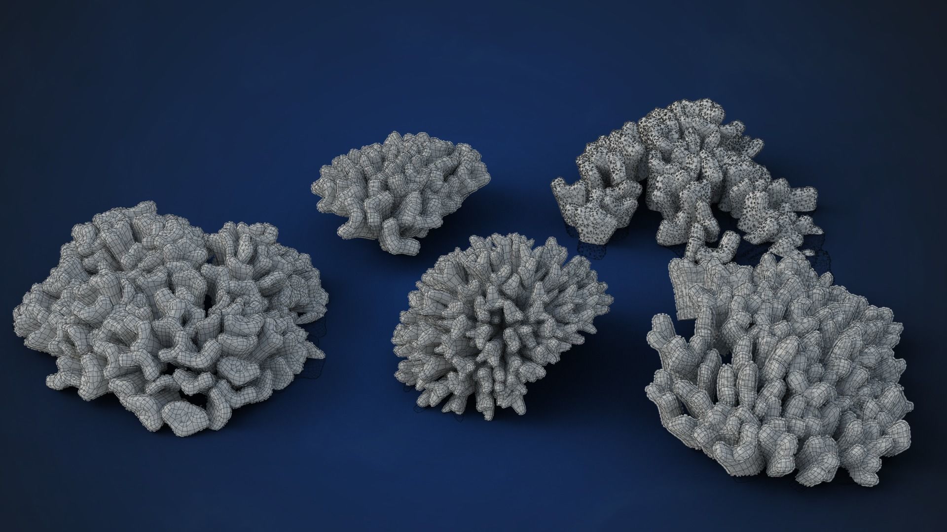 Corals Collection  VFX Grace 3D model_33