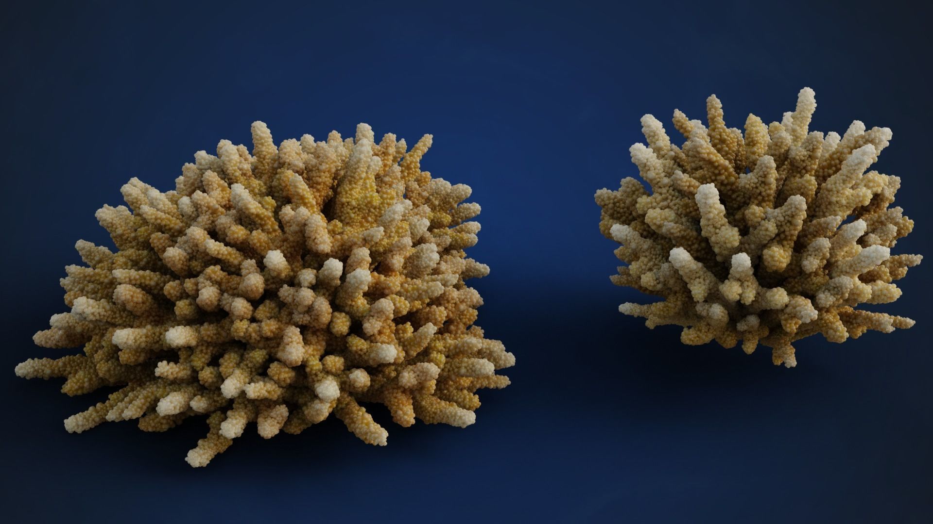 Corals Collection  VFX Grace 3D model_15