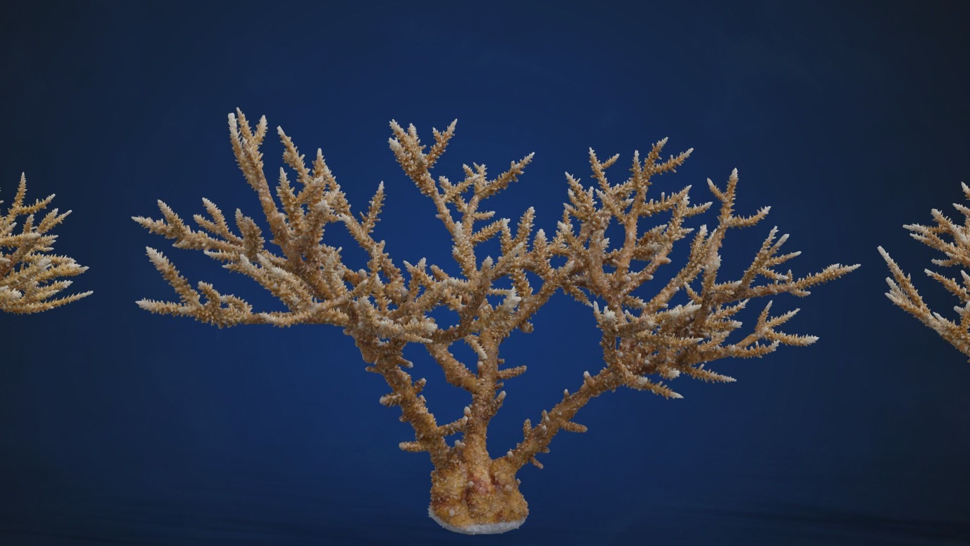 Corals Collection  VFX Grace 3D model_67