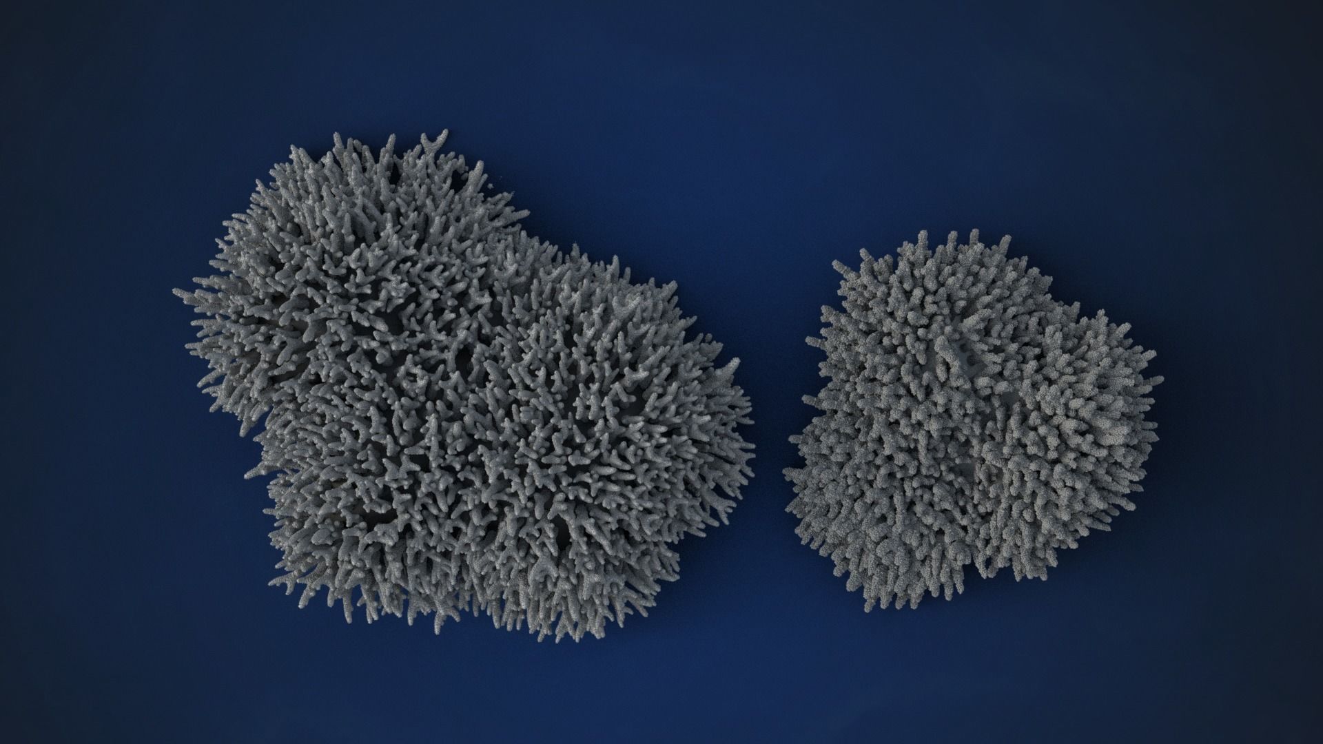 Corals Collection  VFX Grace 3D model_42