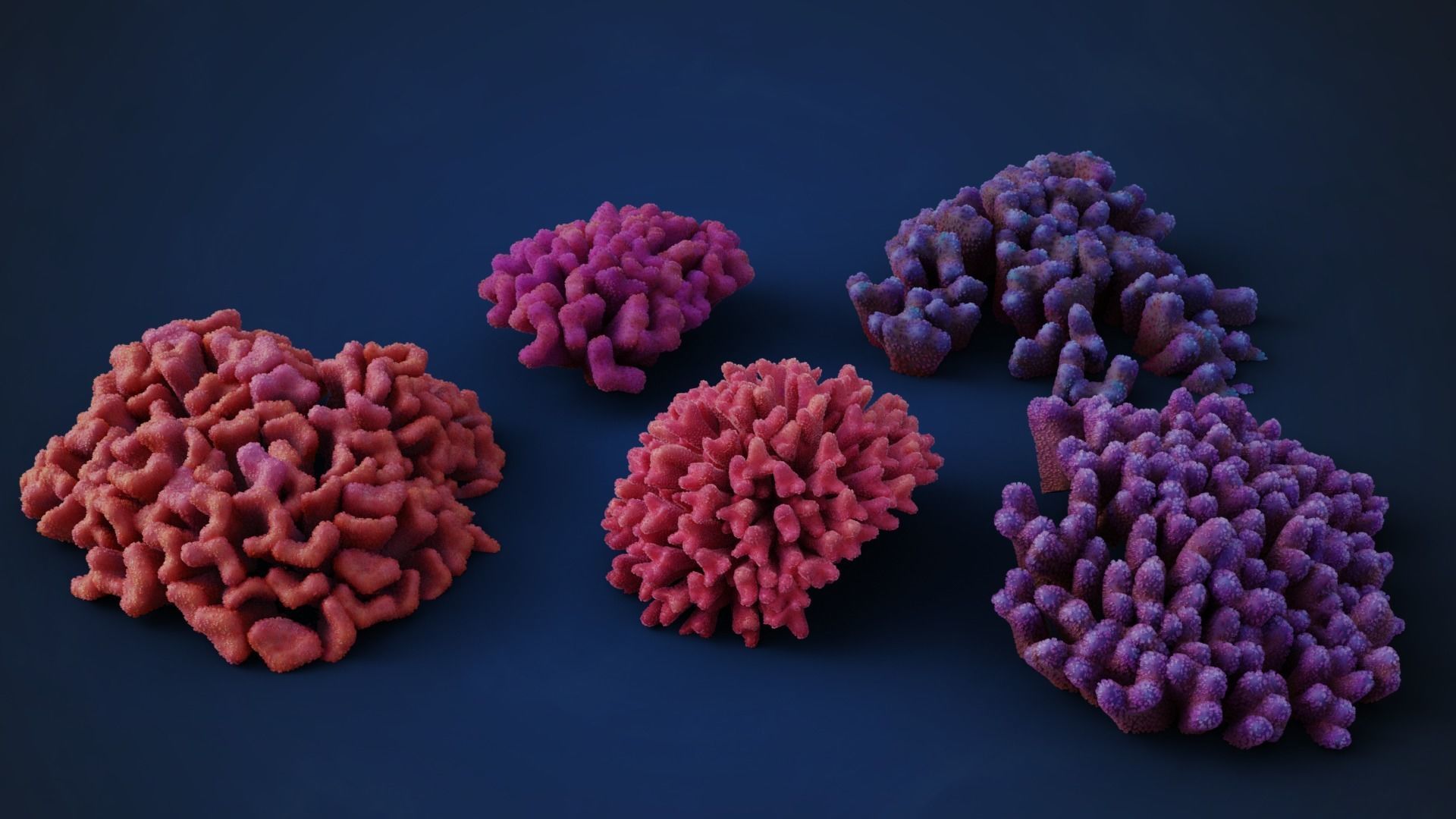 Corals Collection  VFX Grace 3D model_31