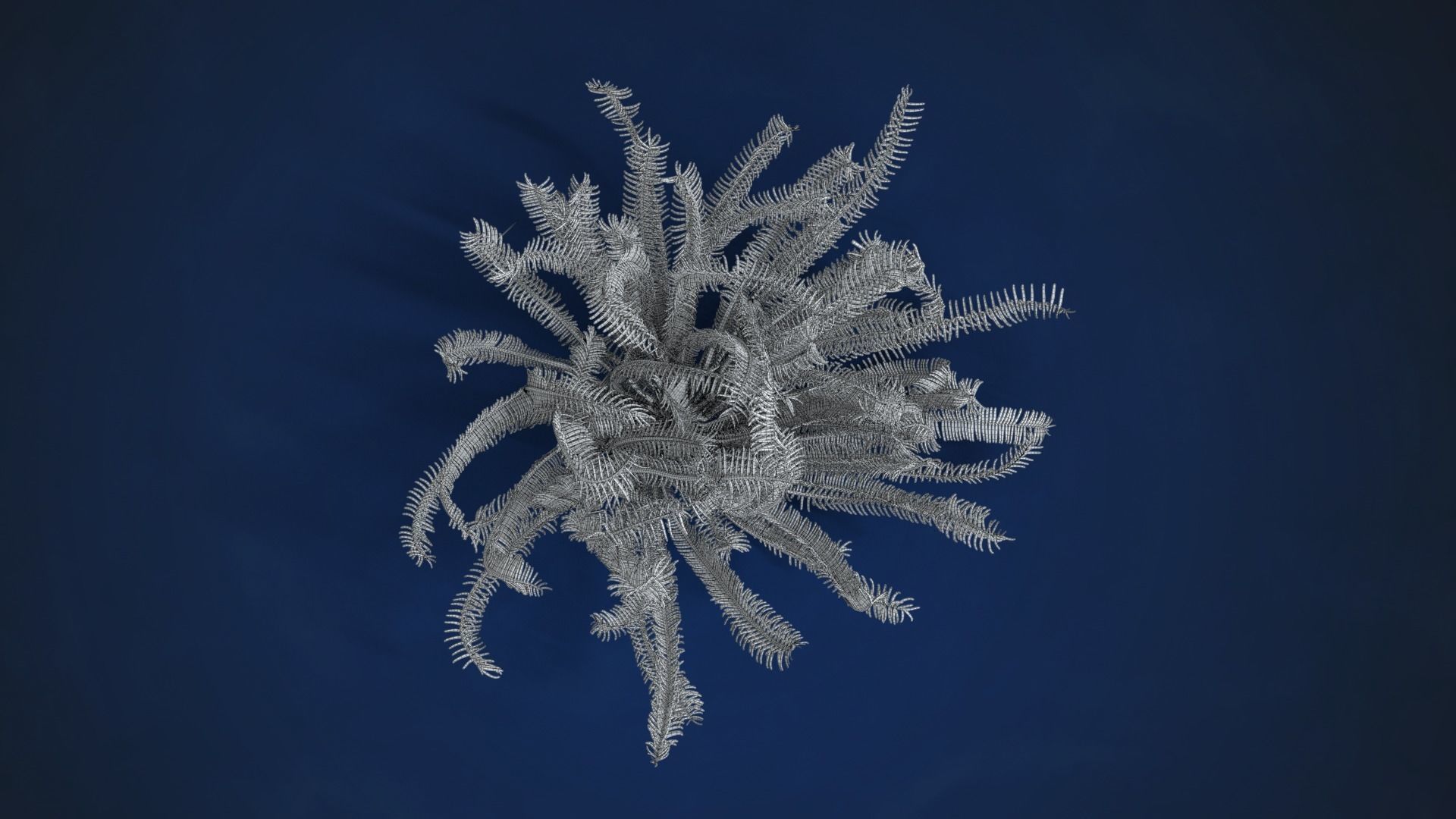 Corals Collection  VFX Grace 3D model_73