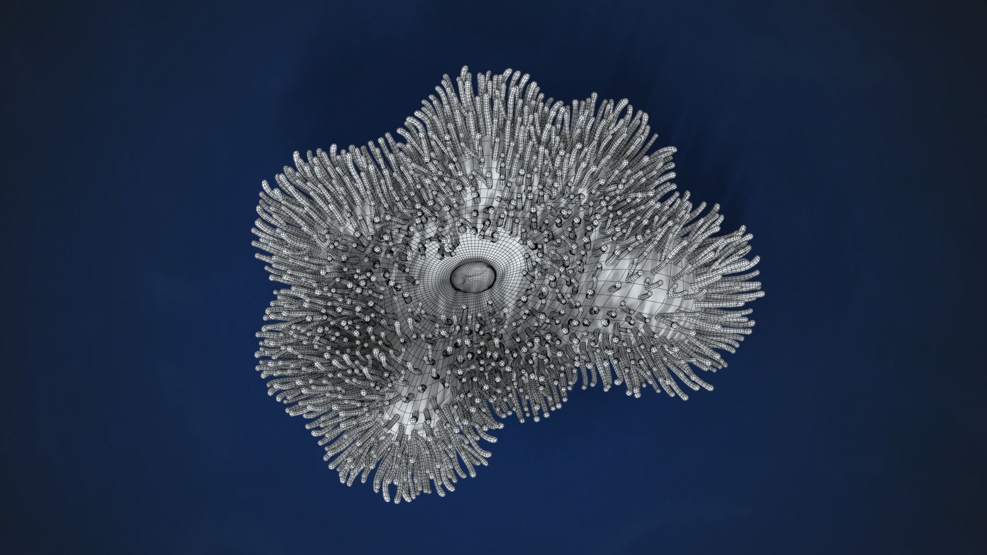 Corals Collection  VFX Grace 3D model_50