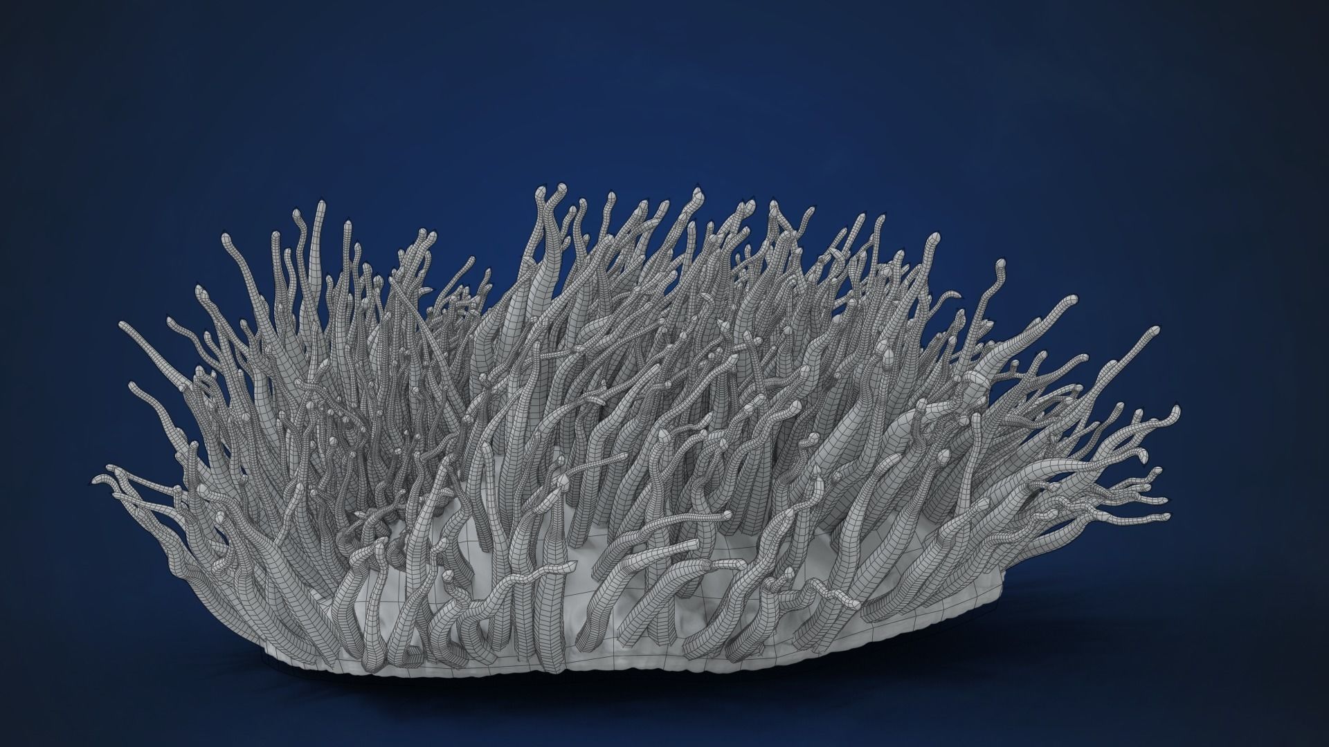 Corals Collection  VFX Grace 3D model_53