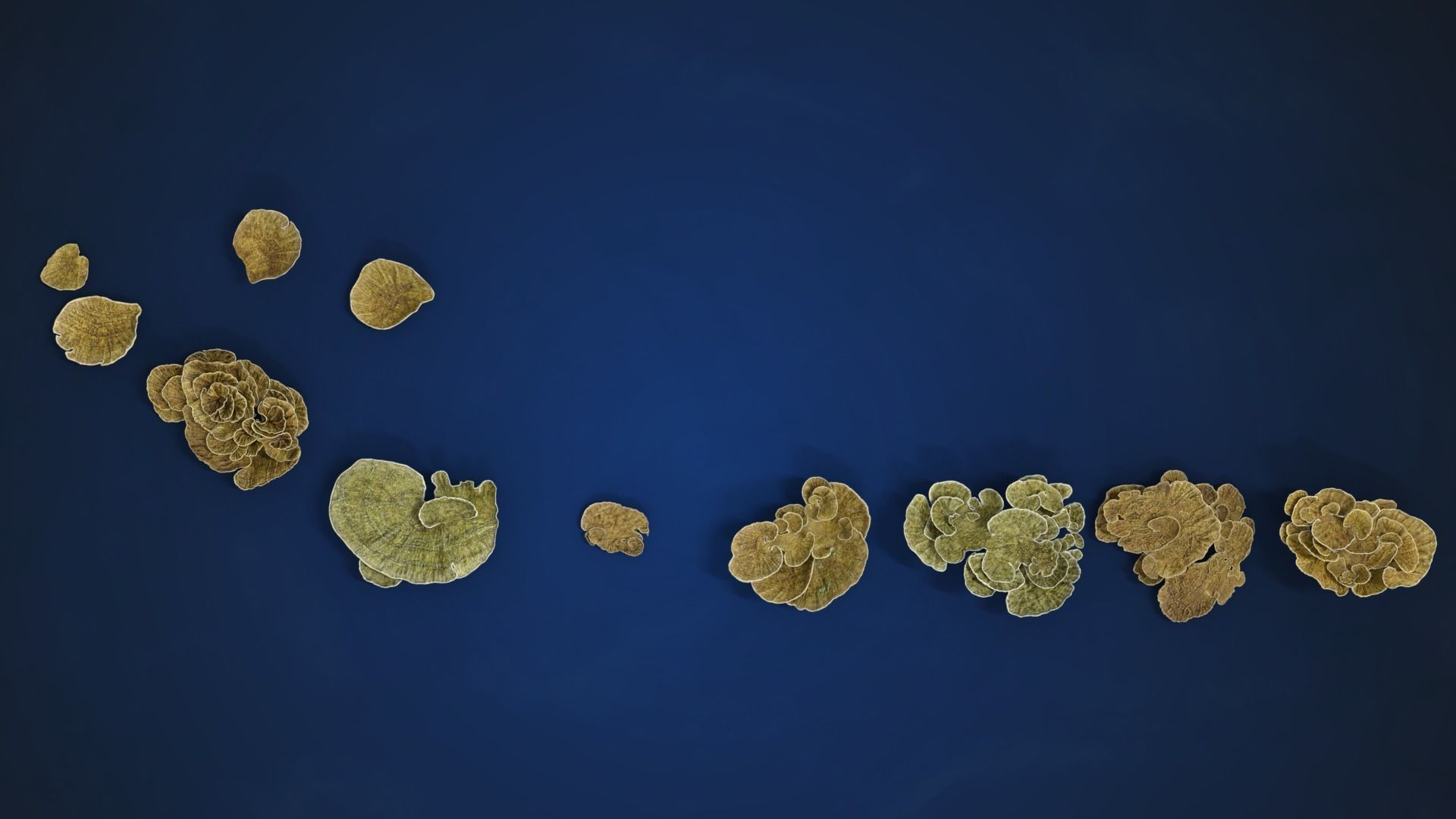 Corals Collection  VFX Grace 3D model_87