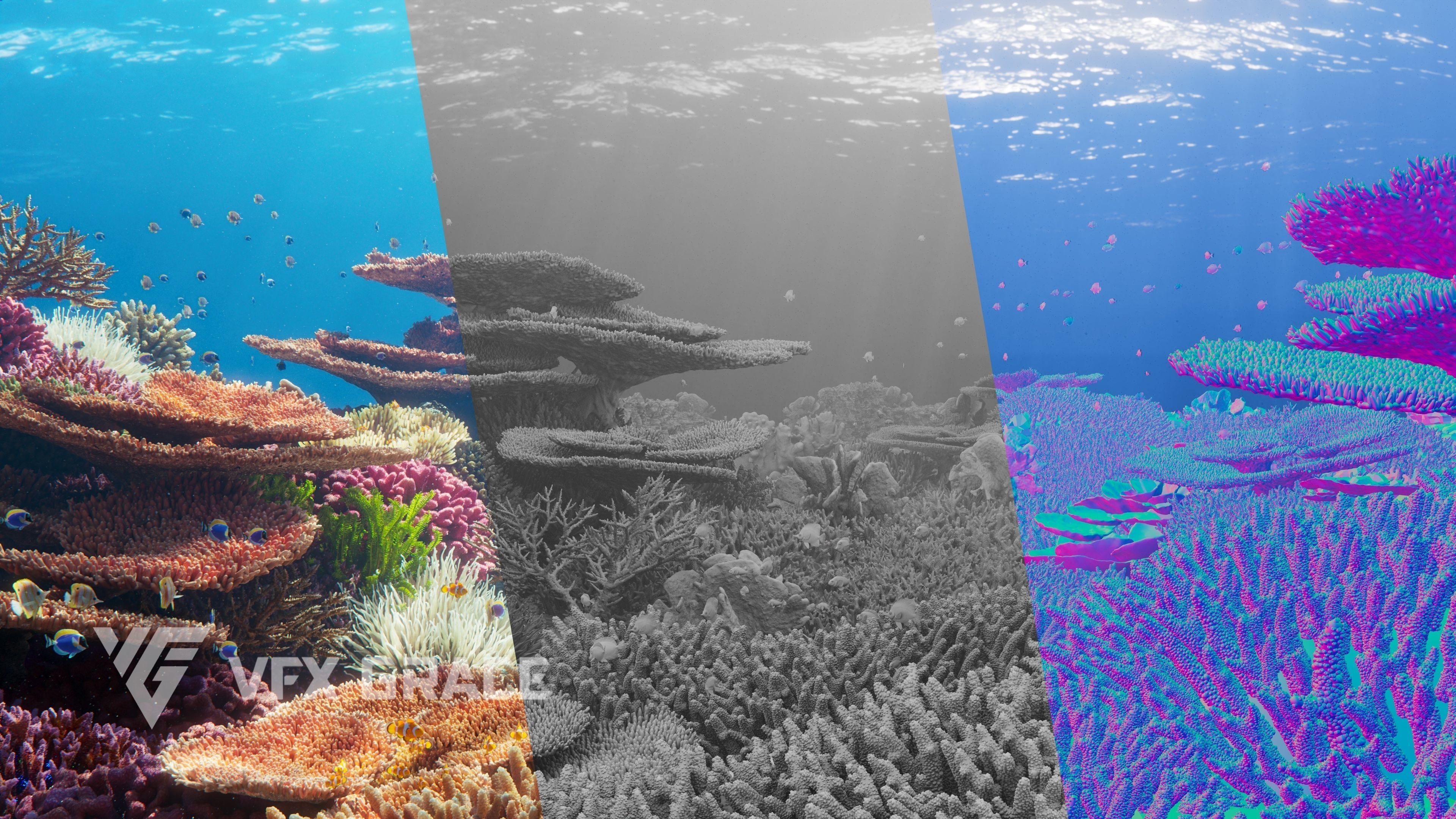 Corals Collection  VFX Grace 3D model_10