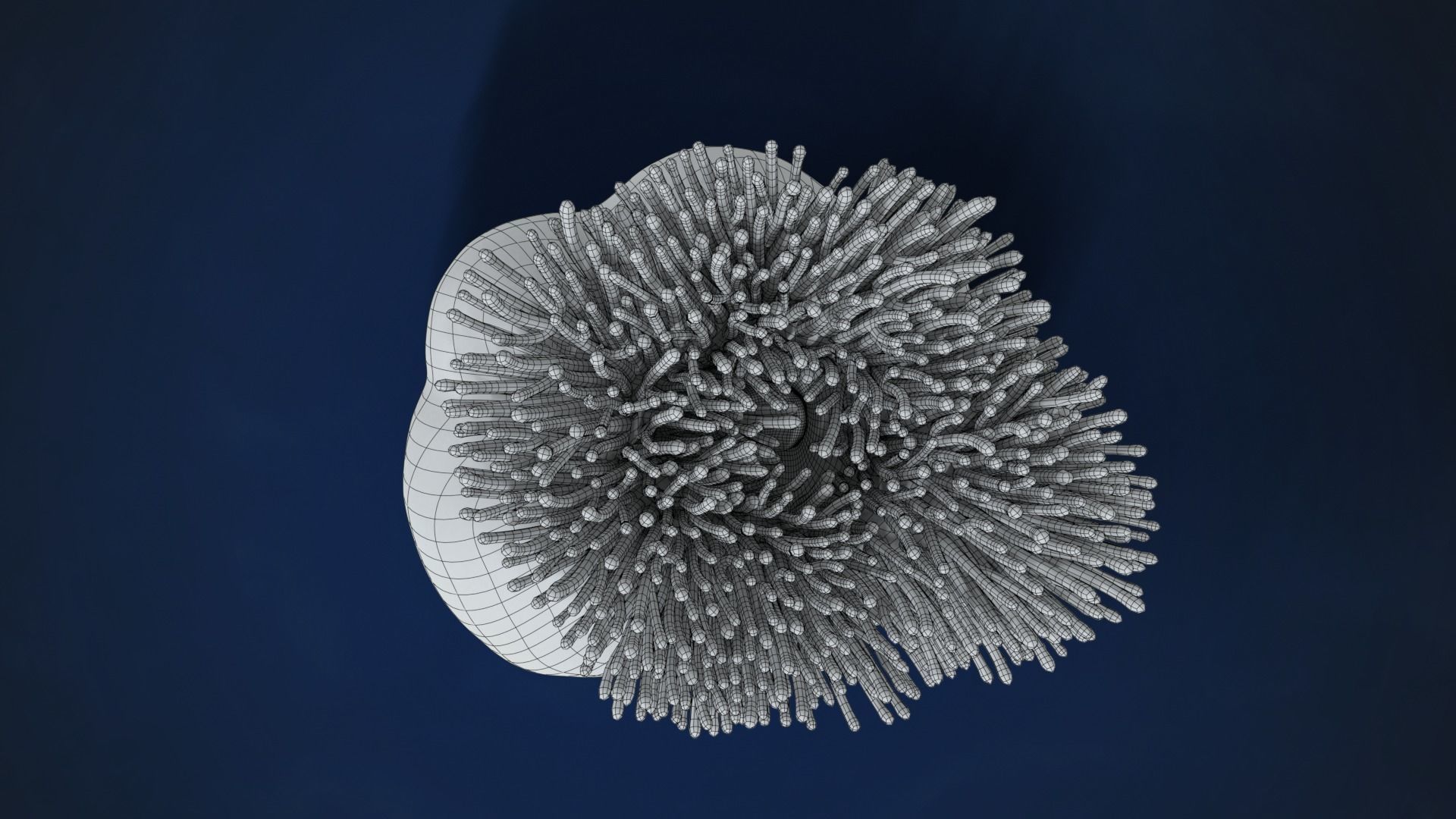 Corals Collection  VFX Grace 3D model_59