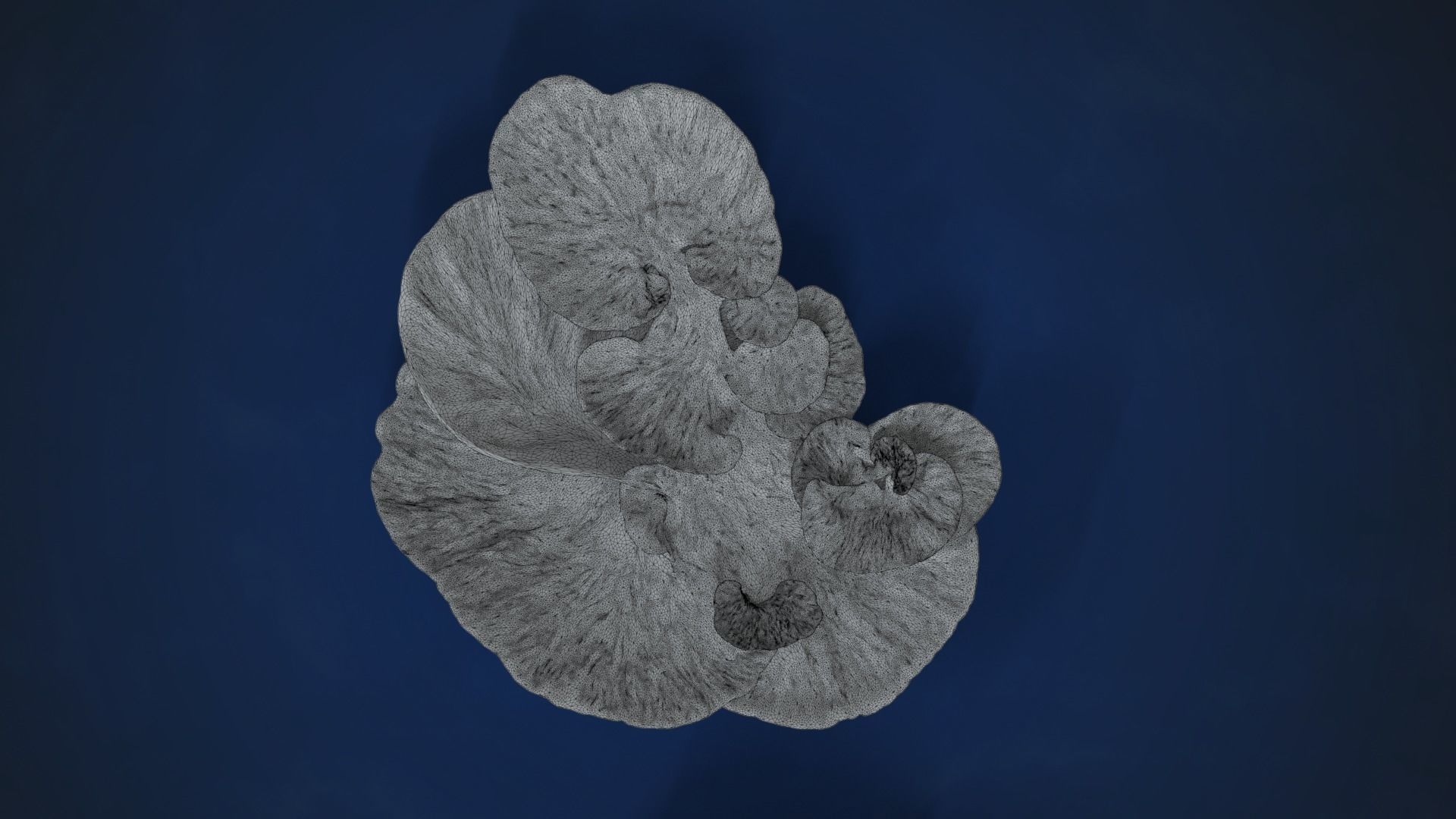 Corals Collection  VFX Grace 3D model_90