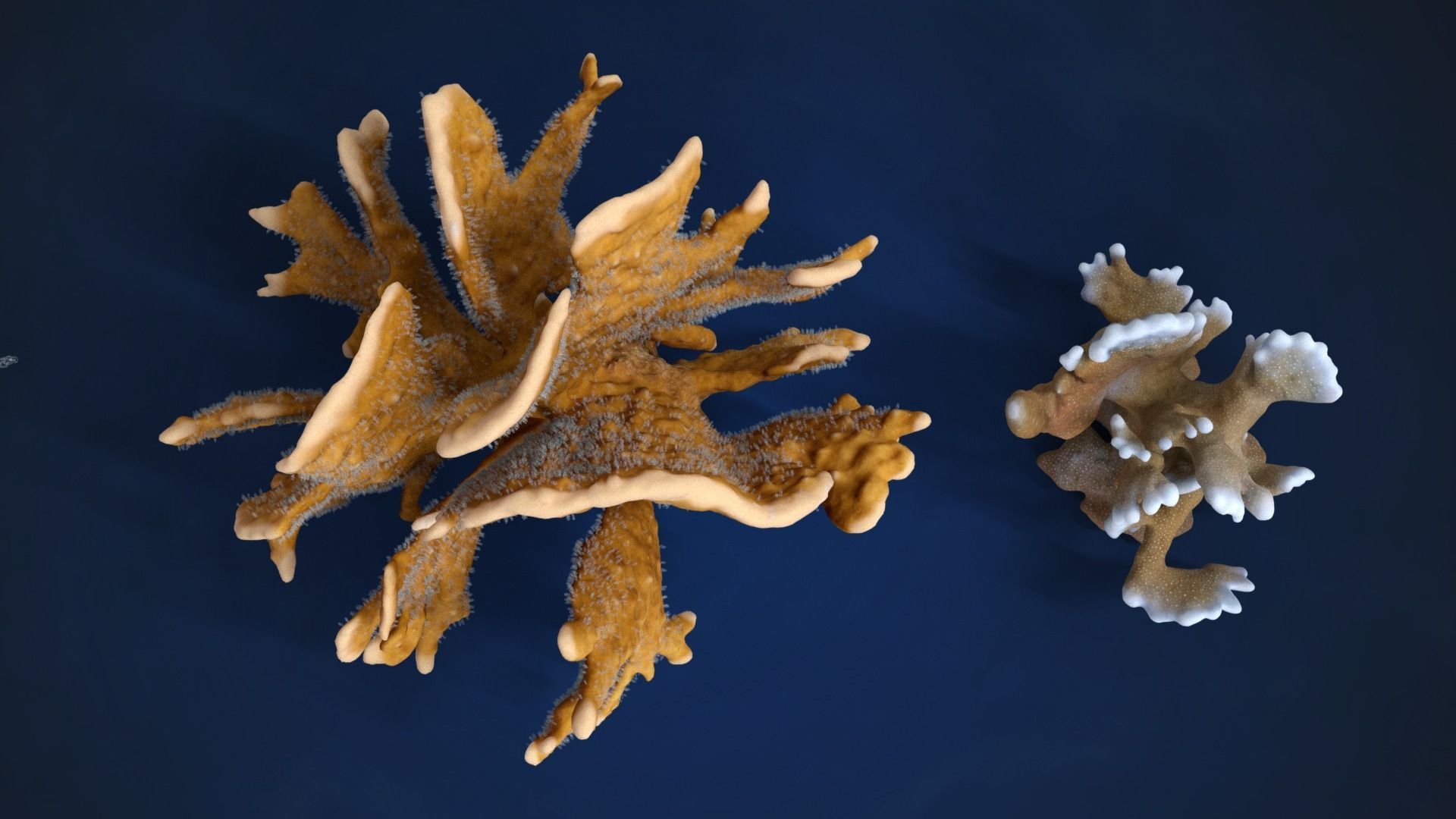 Corals Collection  VFX Grace 3D model_83