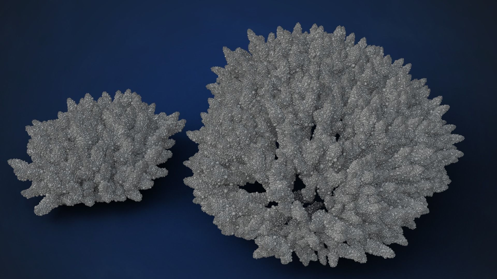 Corals Collection  VFX Grace 3D model_21