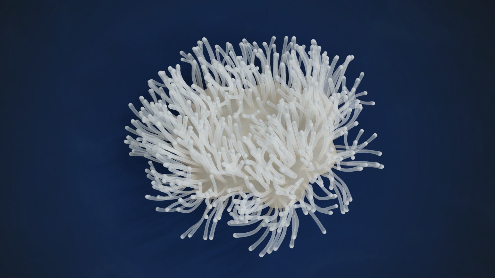 Corals Collection  VFX Grace 3D model_61