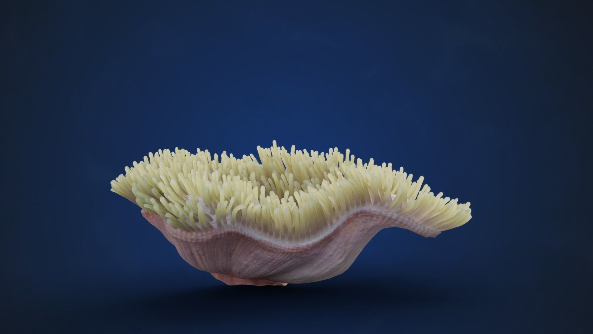 Corals Collection  VFX Grace 3D model_47