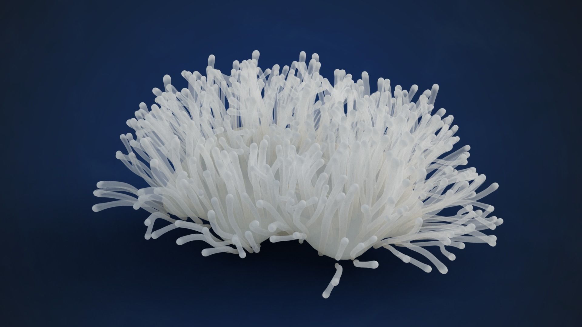 Corals Collection  VFX Grace 3D model_60