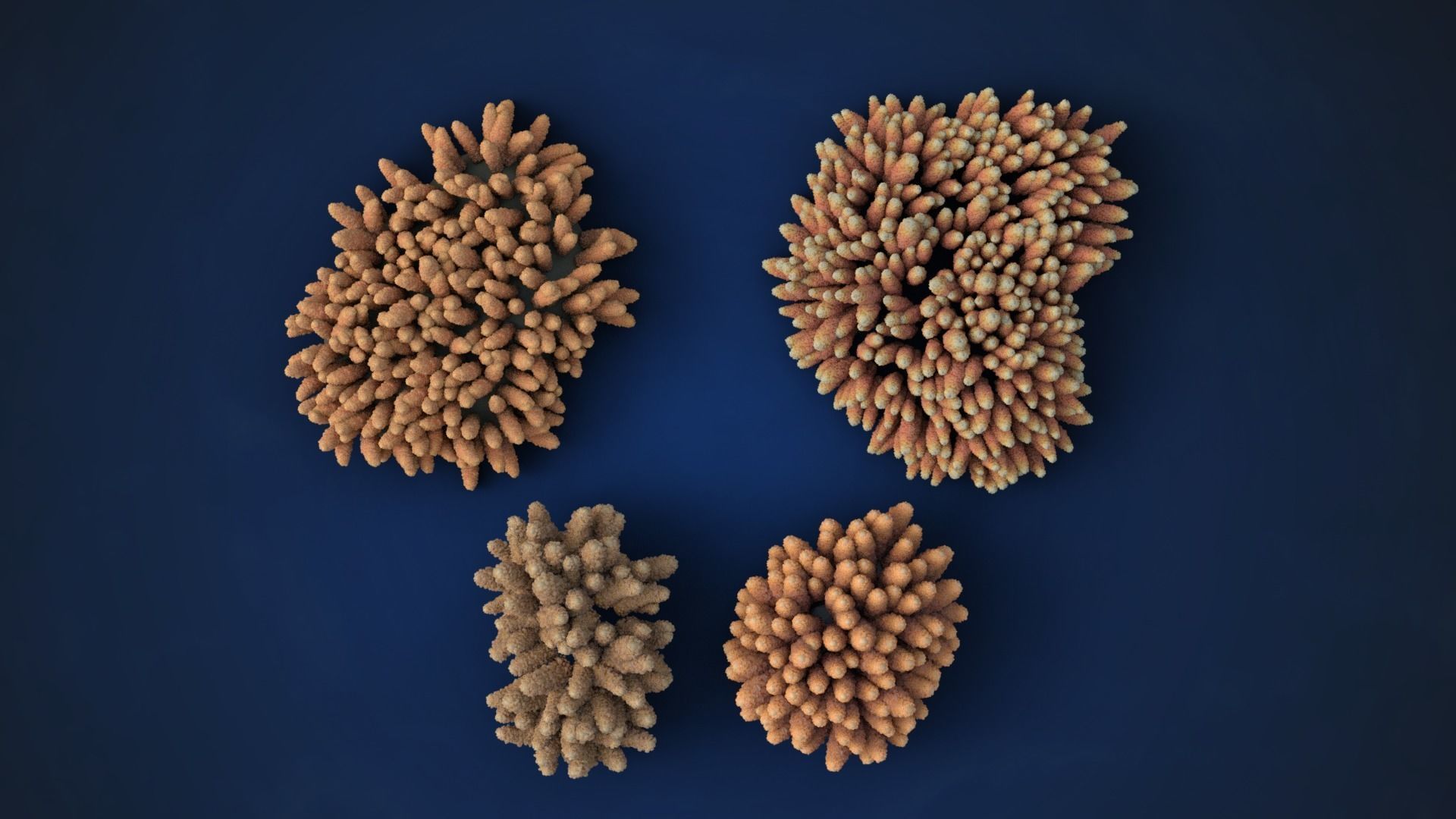 Corals Collection  VFX Grace 3D model_28