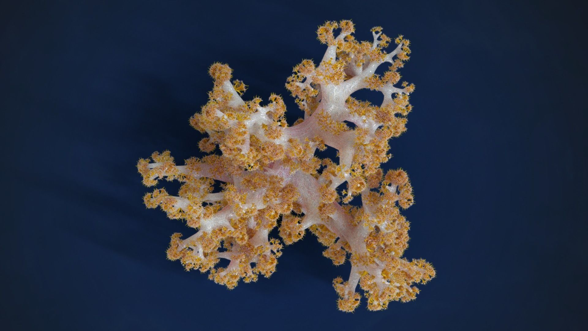 Corals Collection  VFX Grace 3D model_75
