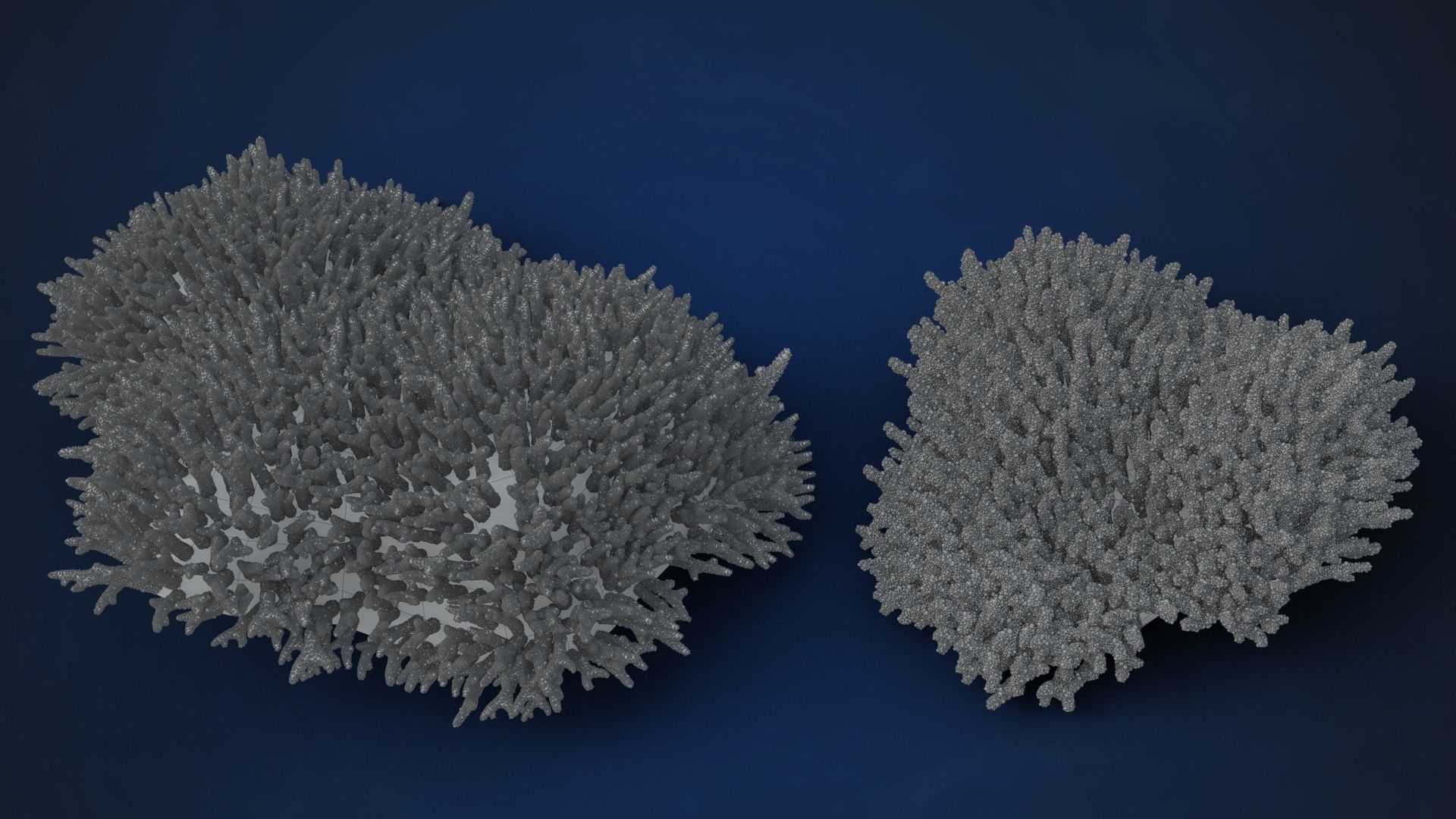Corals Collection  VFX Grace 3D model_41