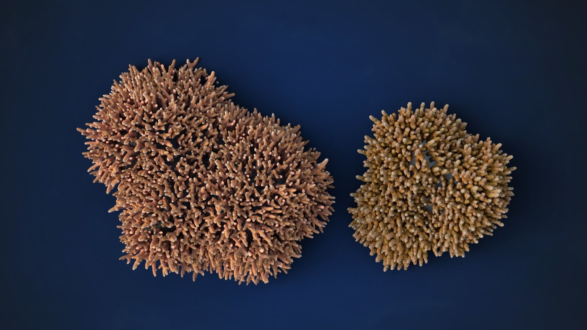 Corals Collection  VFX Grace 3D model_40