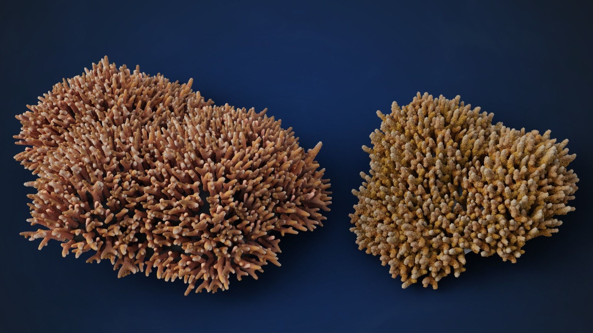 Corals Collection  VFX Grace 3D model_39