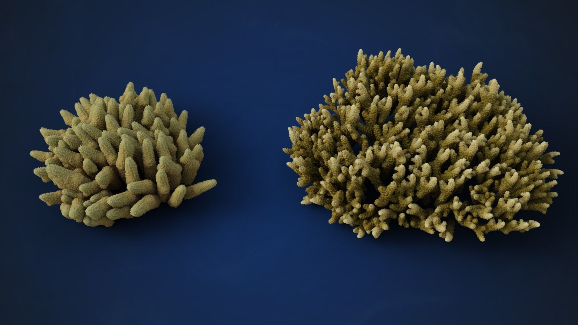 Corals Collection  VFX Grace 3D model_23