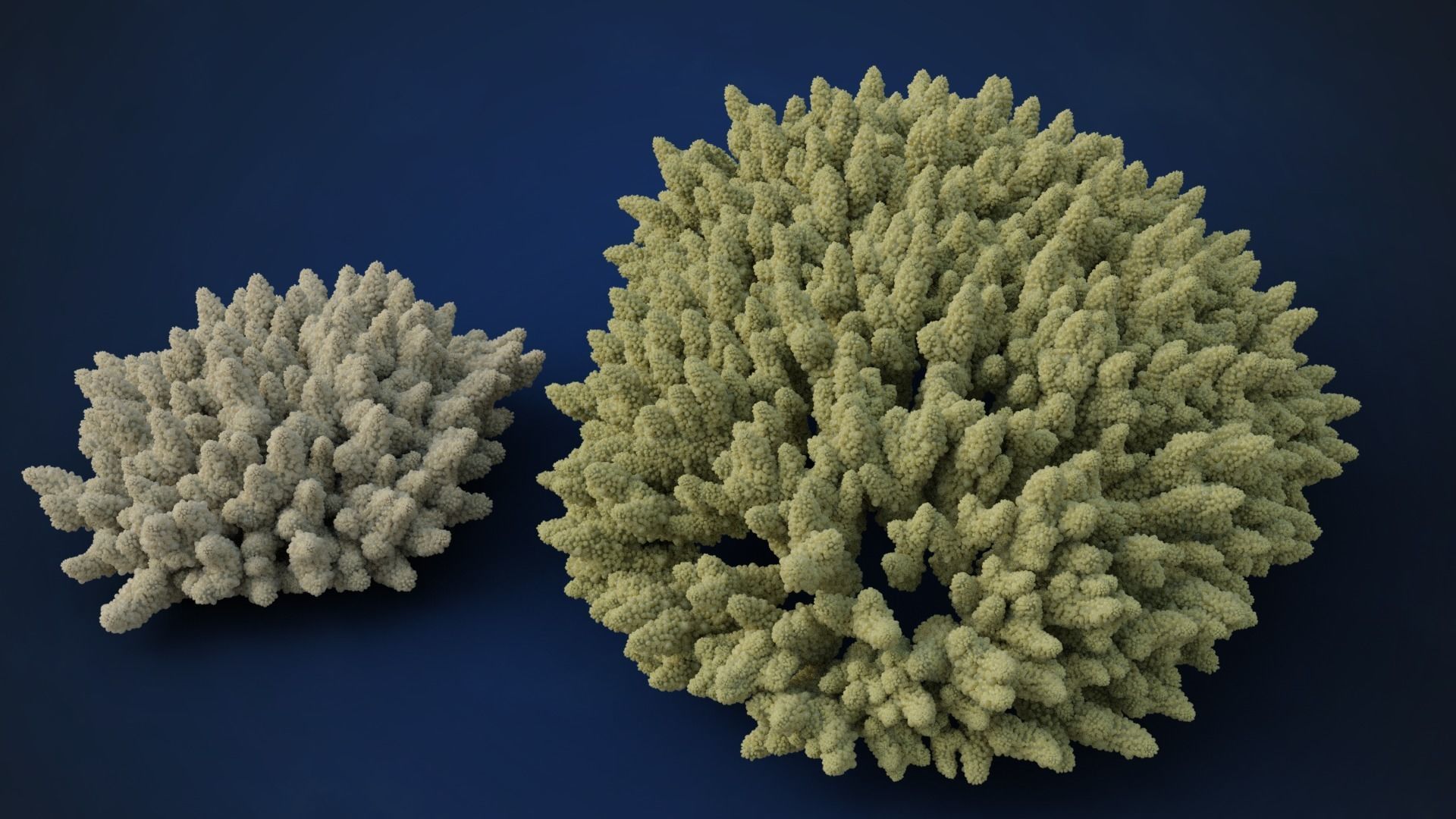 Corals Collection  VFX Grace 3D model_19