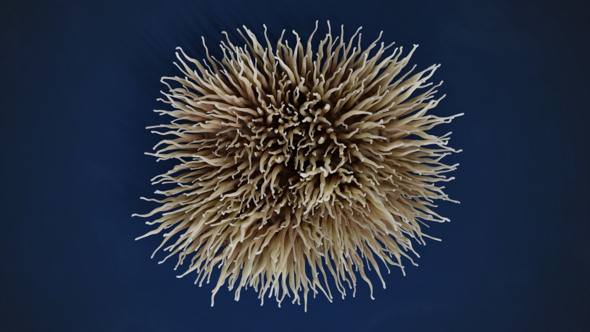Corals Collection  VFX Grace 3D model_52