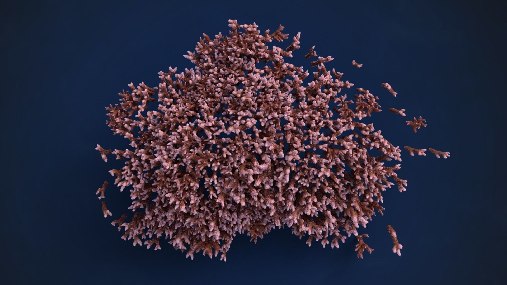 Corals Collection  VFX Grace 3D model_36