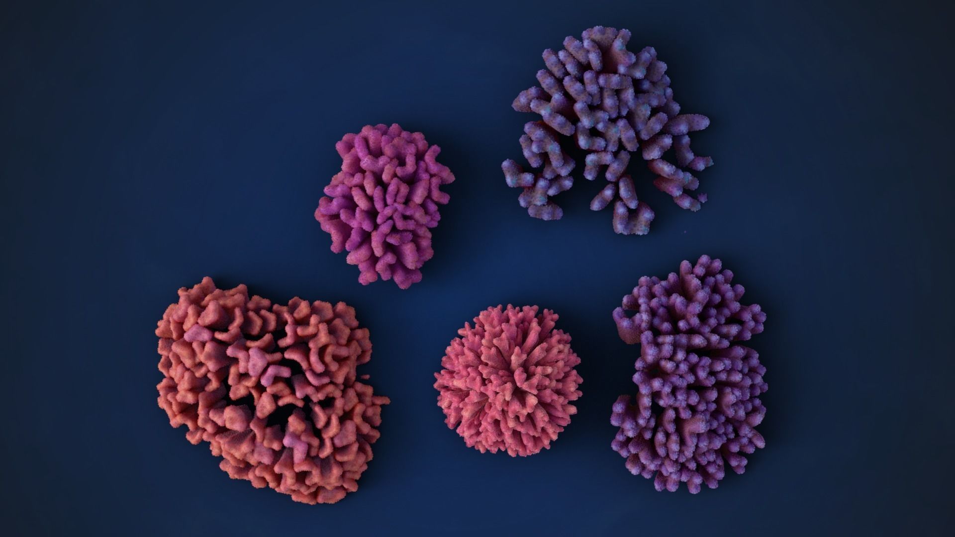 Corals Collection  VFX Grace 3D model_32