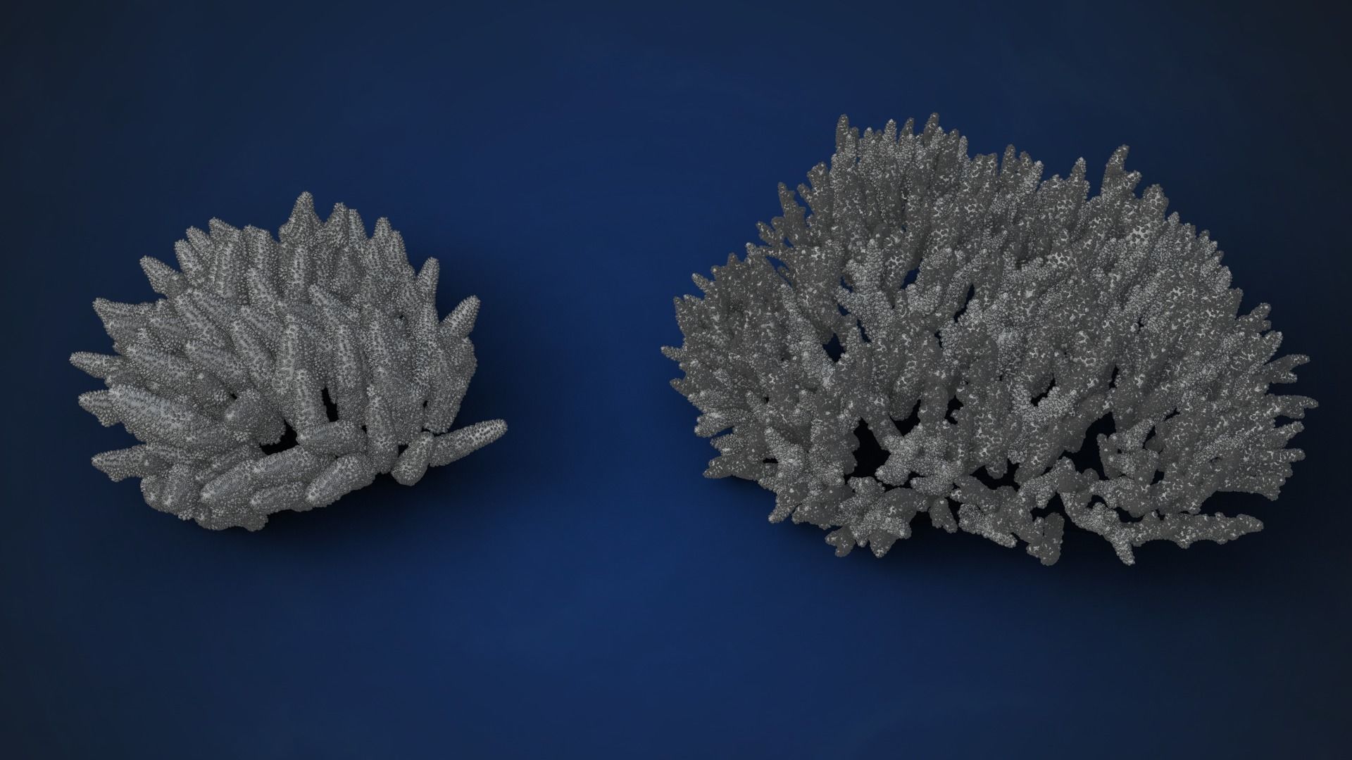 Corals Collection  VFX Grace 3D model_25