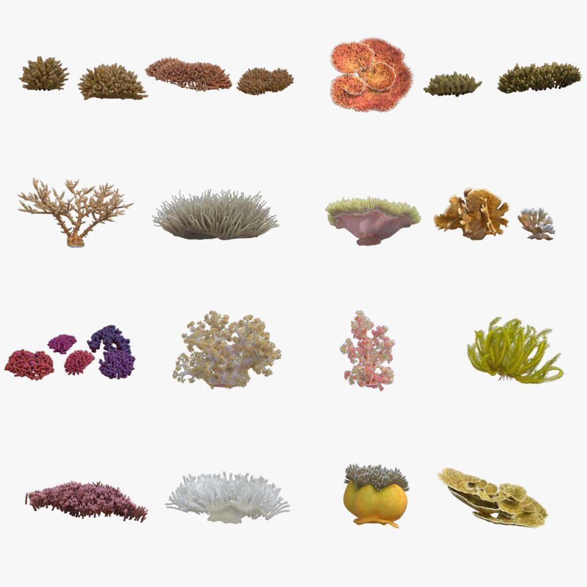 Corals Collection  VFX Grace 3D model_14