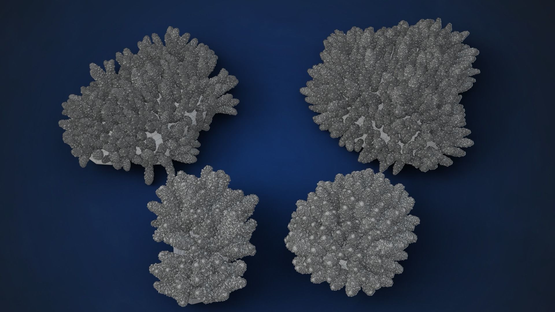 Corals Collection  VFX Grace 3D model_29