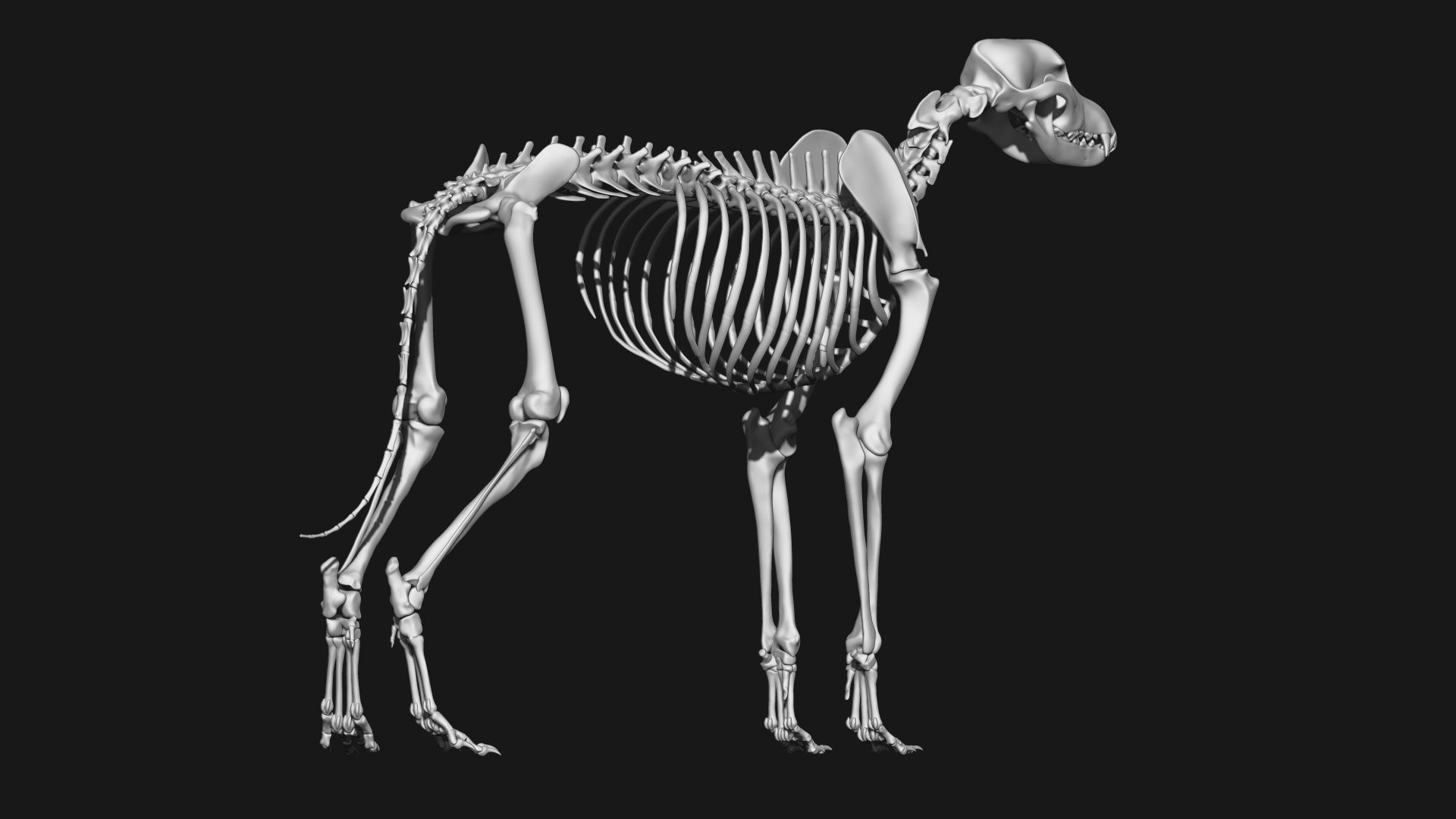 Dog Skeleton 3D model_7