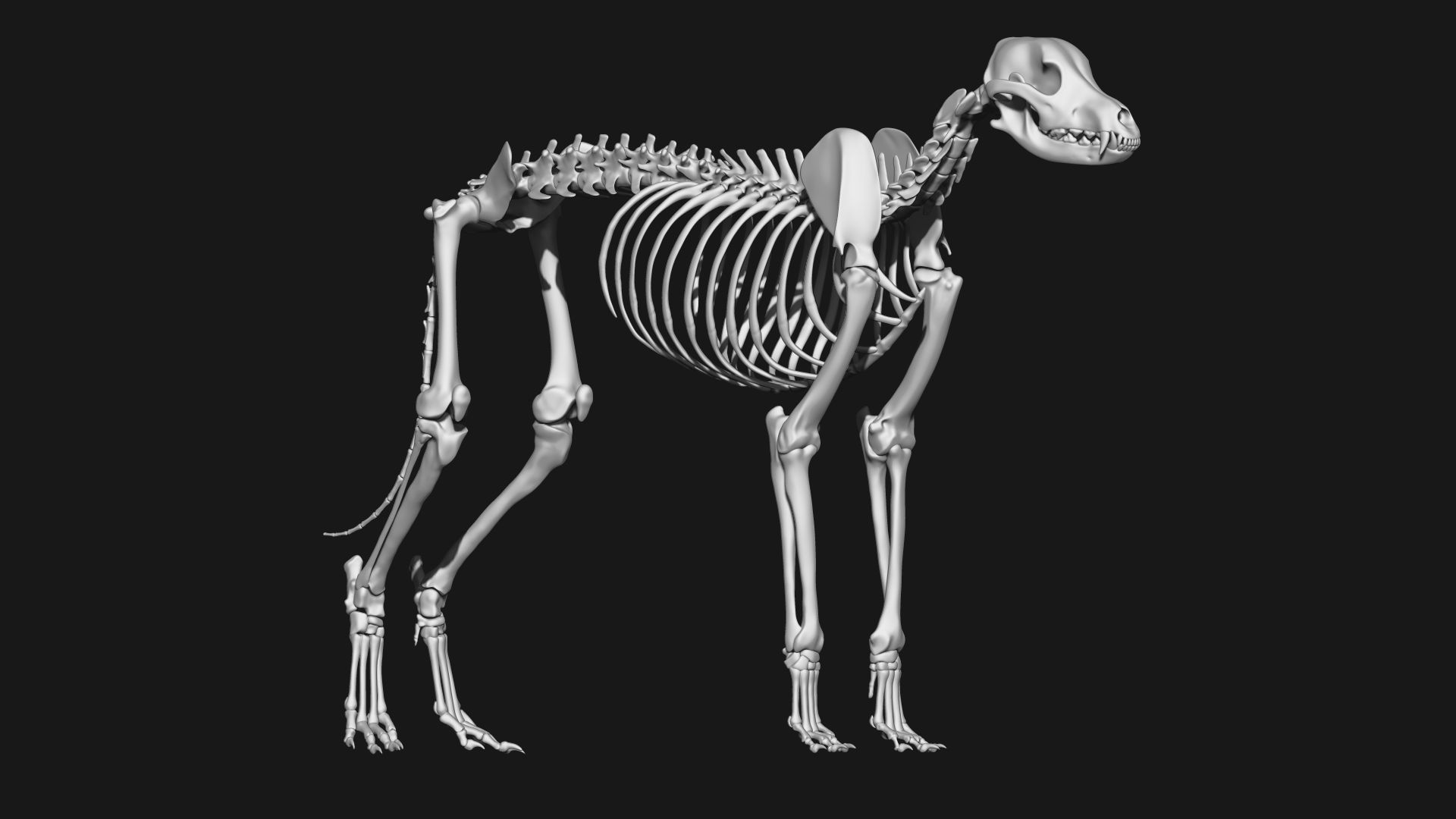 Dog Skeleton 3D model_8