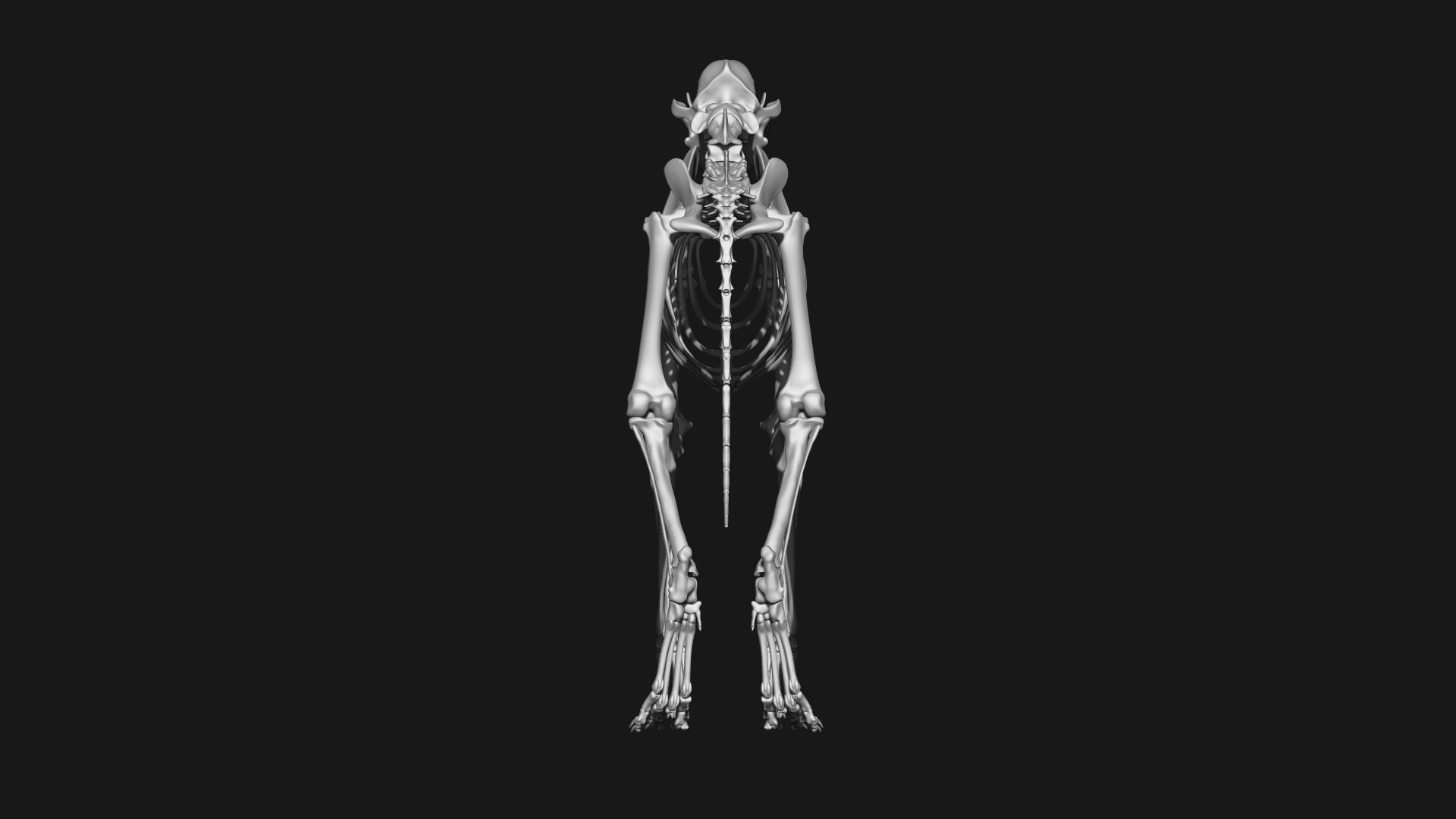 Dog Skeleton 3D model_4