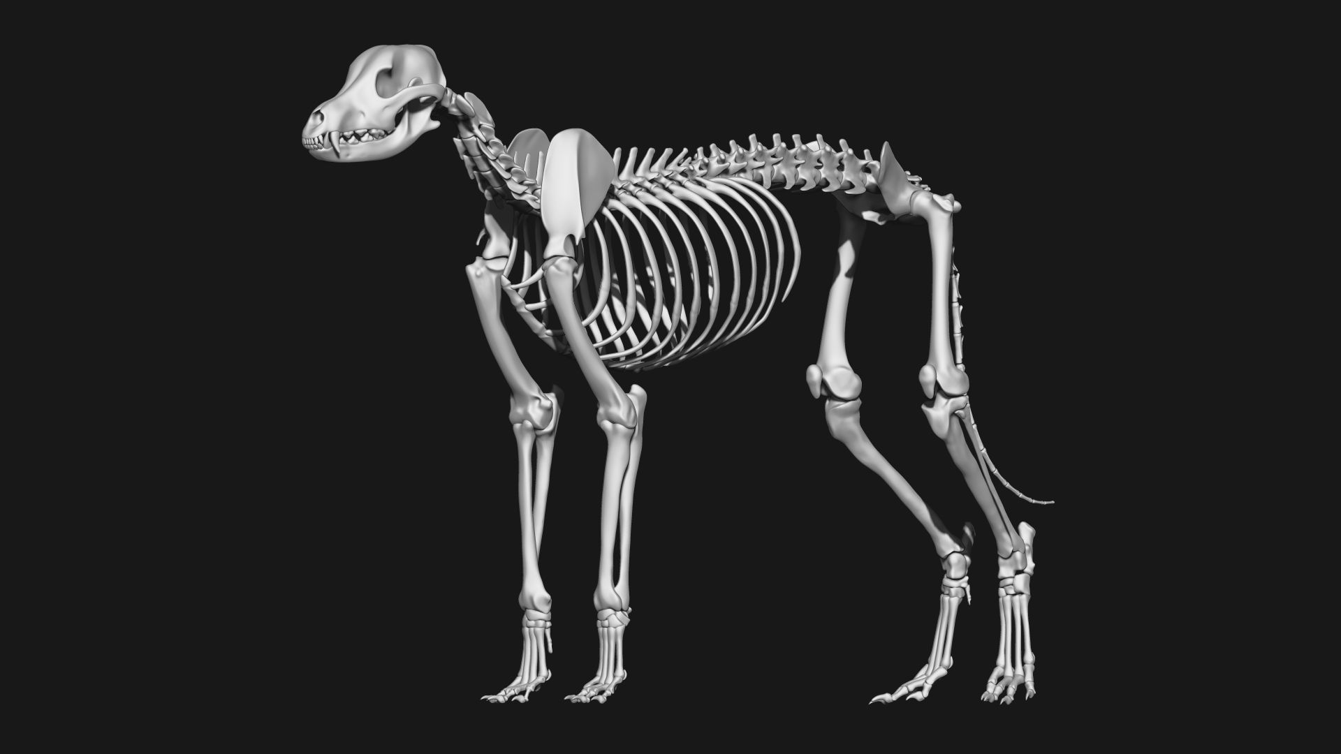 Dog Skeleton 3D model_9
