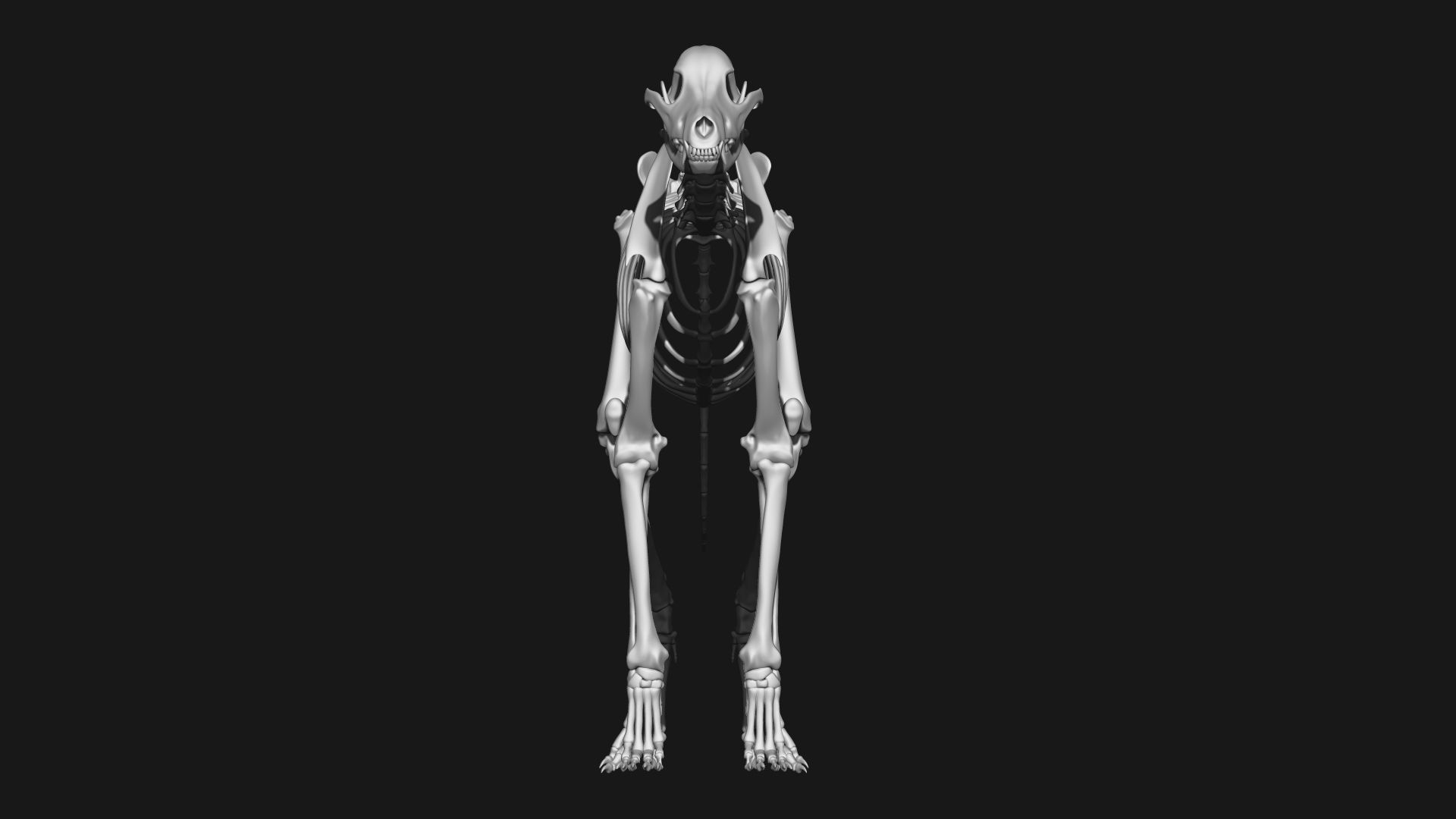 Dog Skeleton 3D model_2